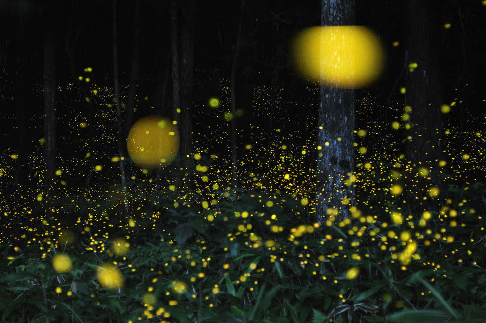 Firefly HD, fireflies, dark forest floor, HD Desktop Wallpaper