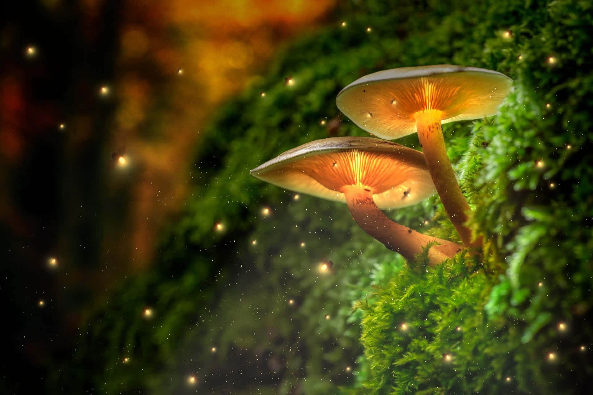 Firefly HD, glowing light, orange gills, Full HD Desktop Wallpaper
