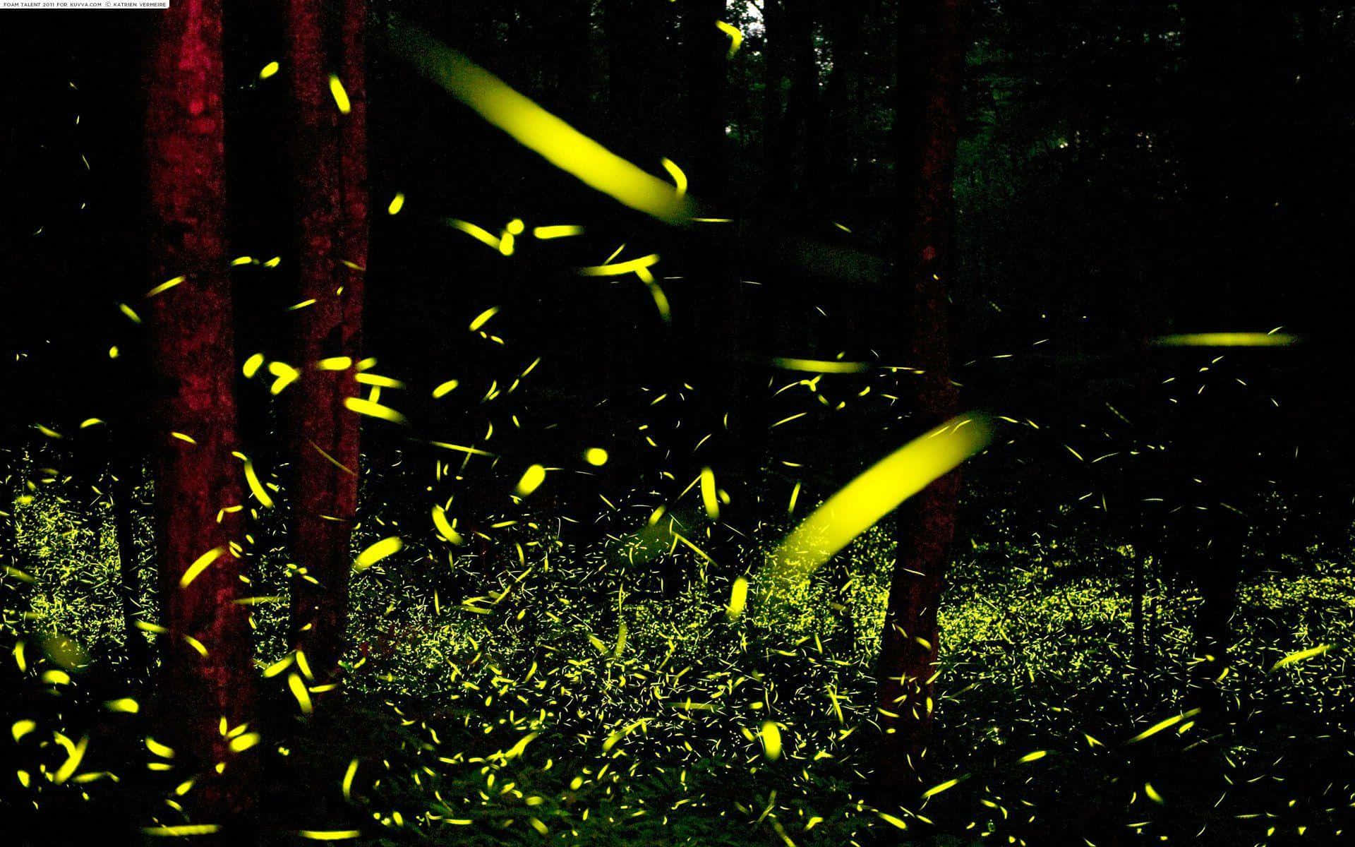 Firefly HD, dark forest, night, Full HD Desktop Wallpaper
