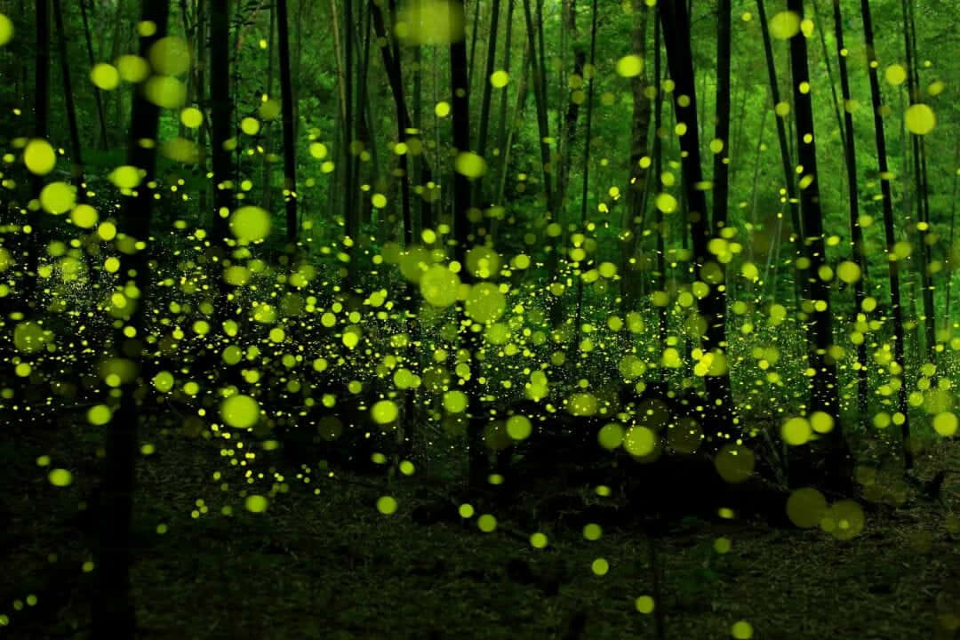 Firefly HD, glowing green fireflies, tall dark trees, SD Desktop Wallpaper