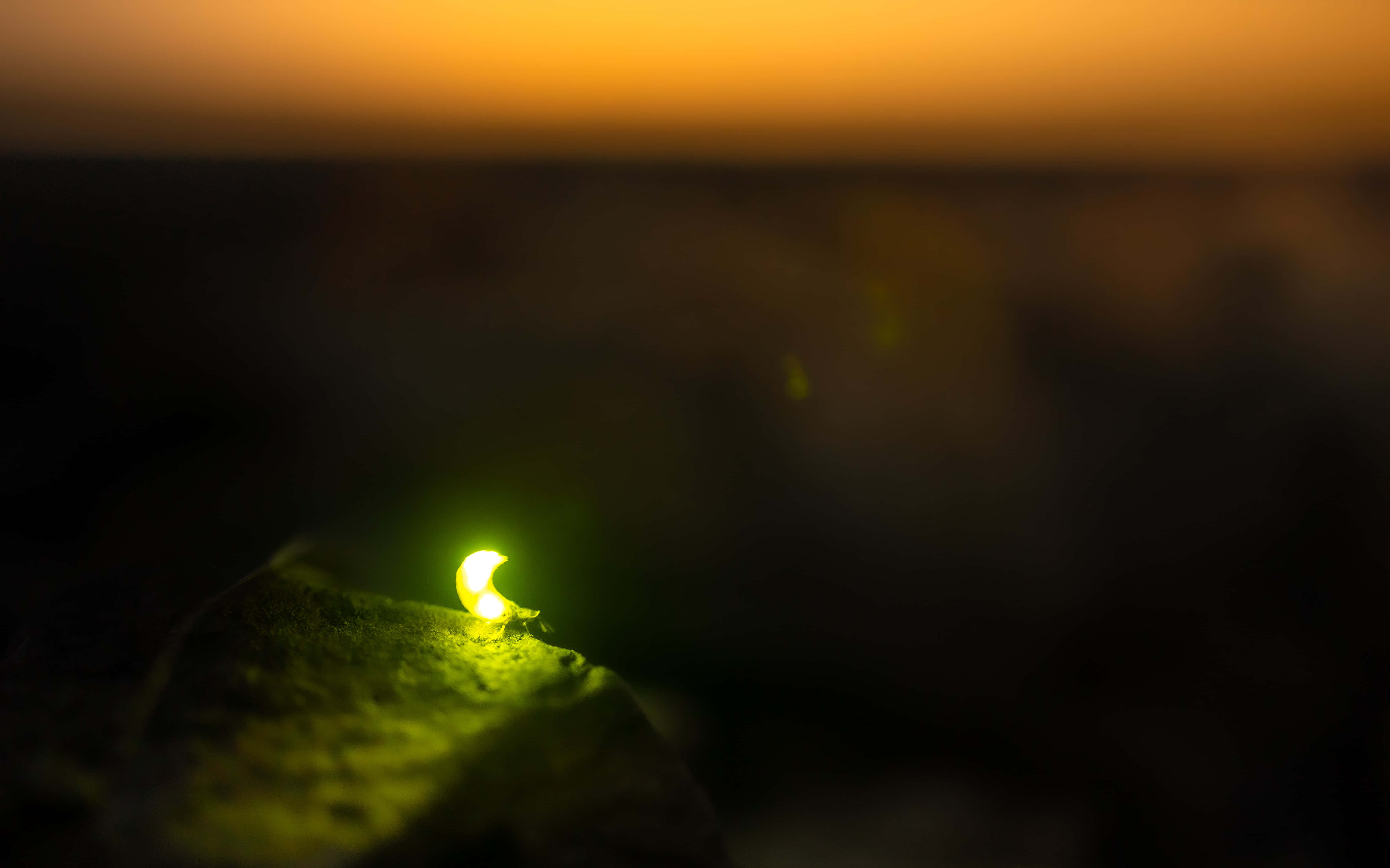 firefly, mossy rock, orange sunset sky, 5K Desktop Wallpaper