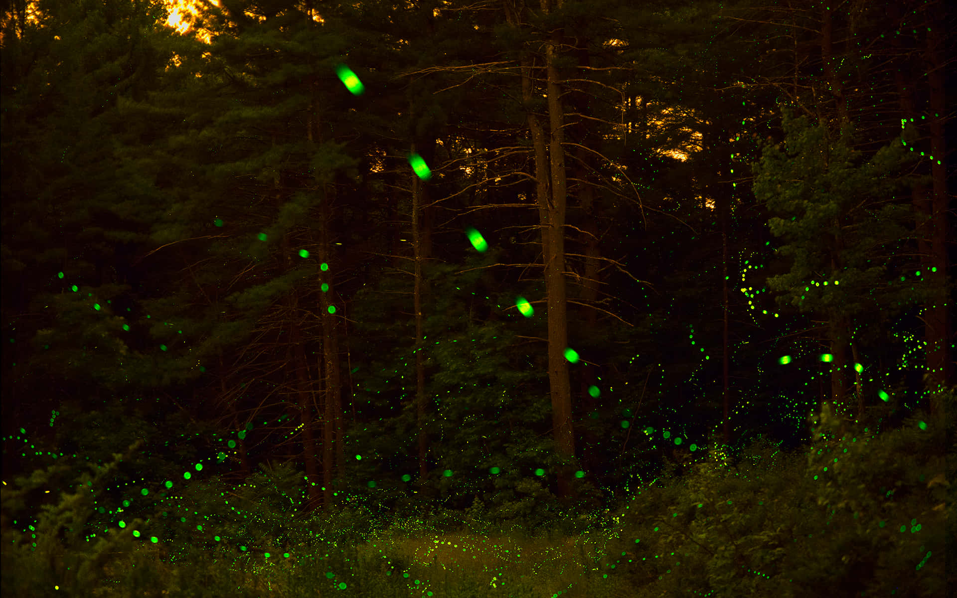 firefly, summer night, dense forest, Full HD Desktop Wallpaper