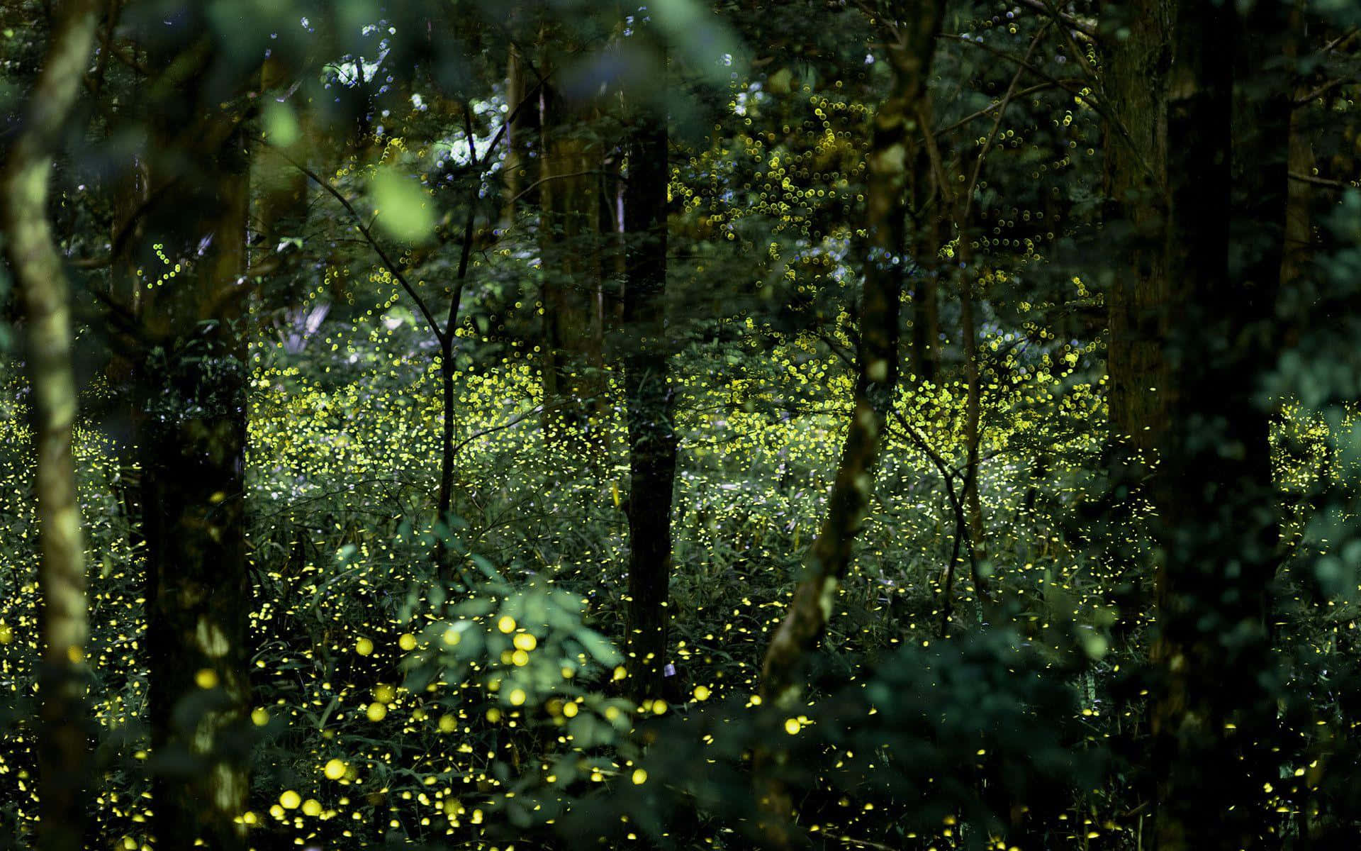Firefly HD, forest, night, Full HD Desktop Wallpaper