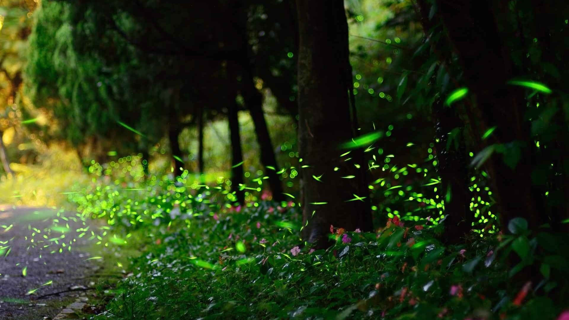 Firefly HD, sunlight, forest, Full HD Desktop Wallpaper