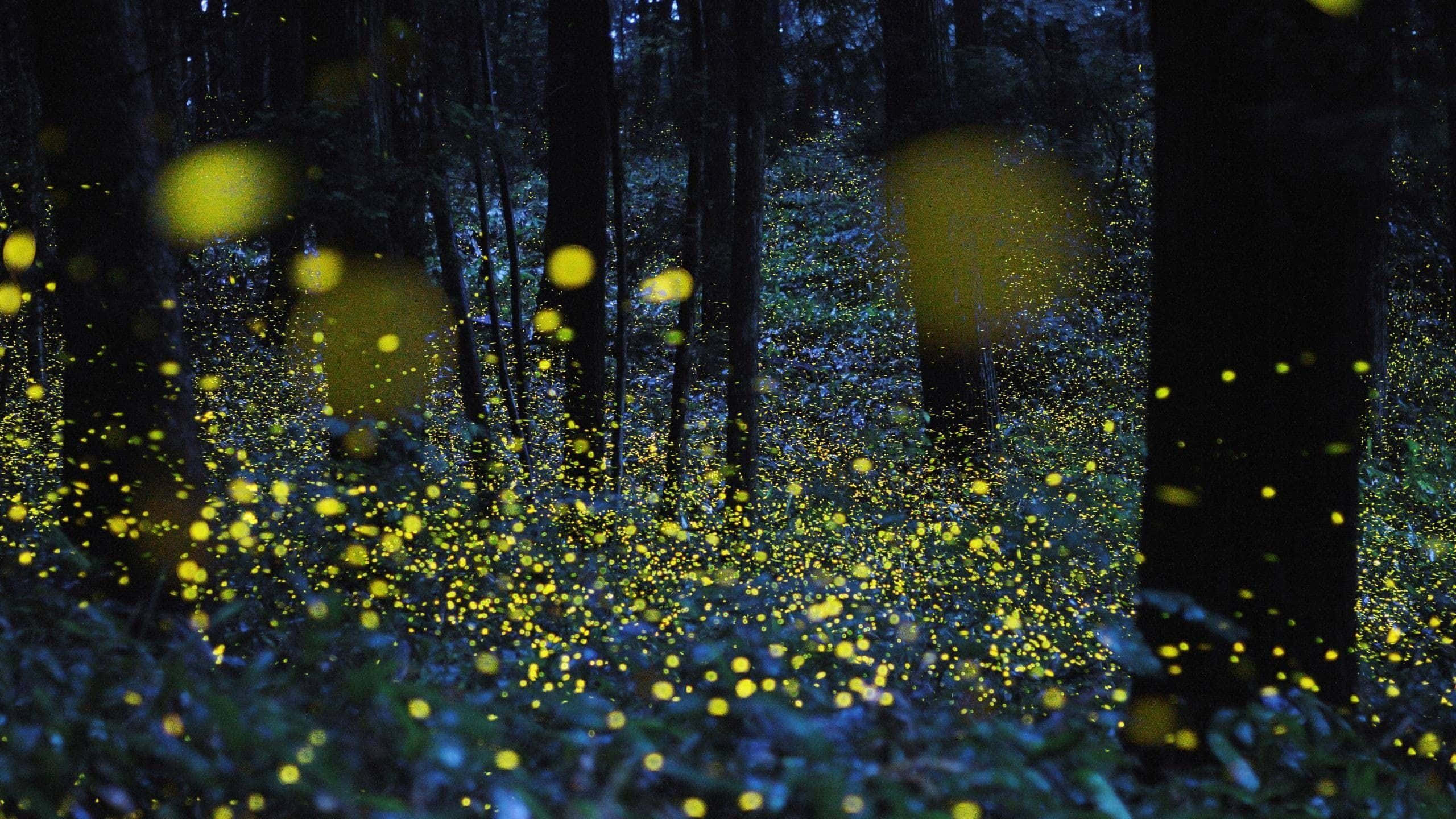 Firefly HD, forest, night, 2K Desktop Wallpaper