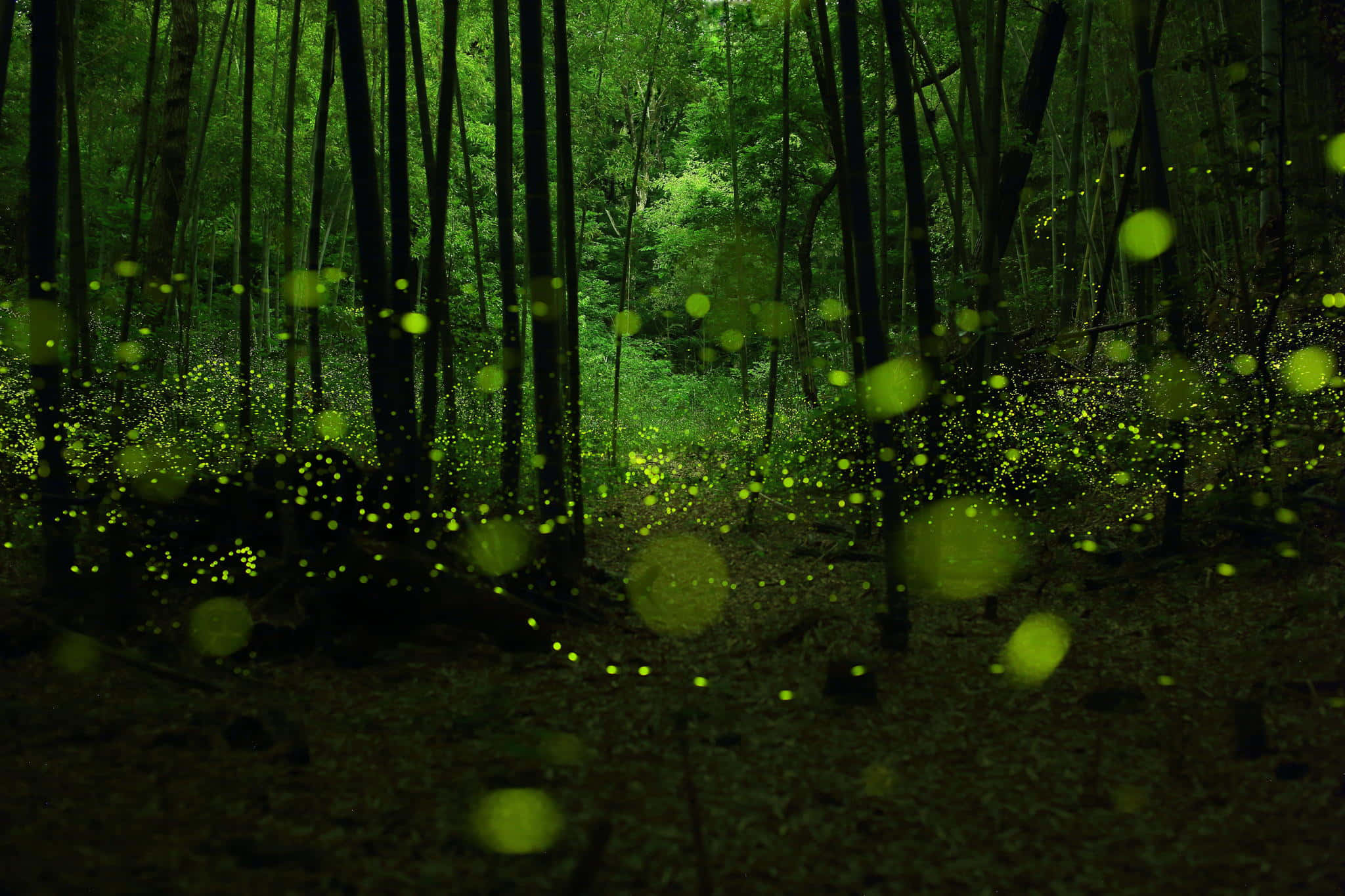 Firefly HD, fireflies, mystical forest, Full HD Desktop Wallpaper