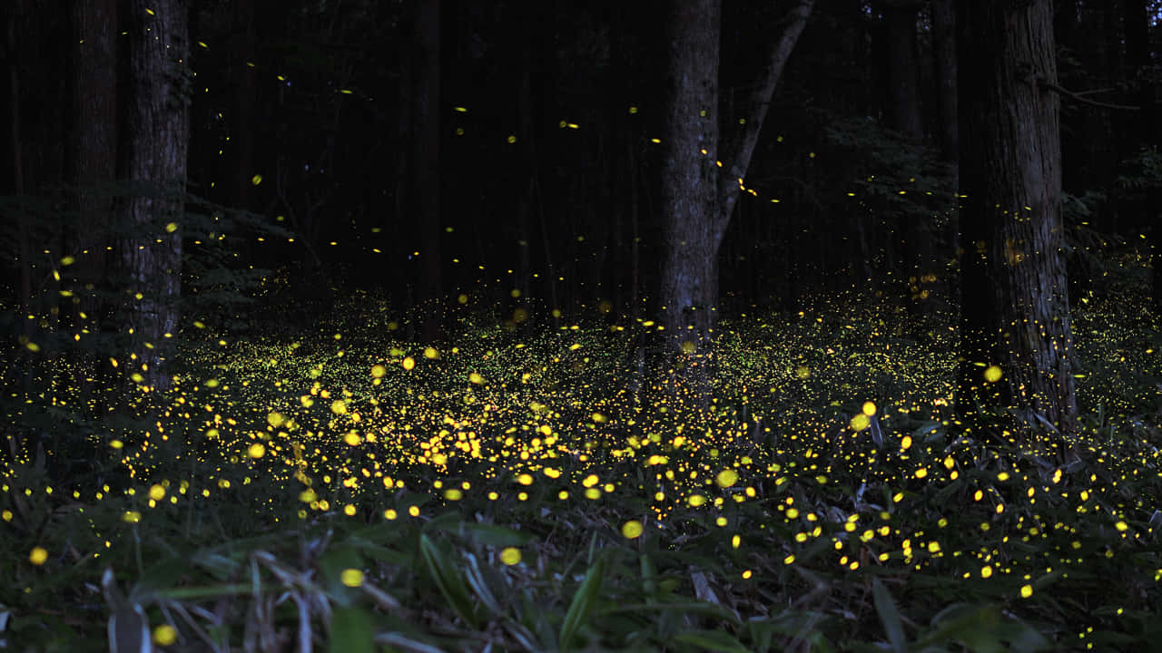 Firefly HD, forest, glowing yellow fireflies, HD Desktop Wallpaper
