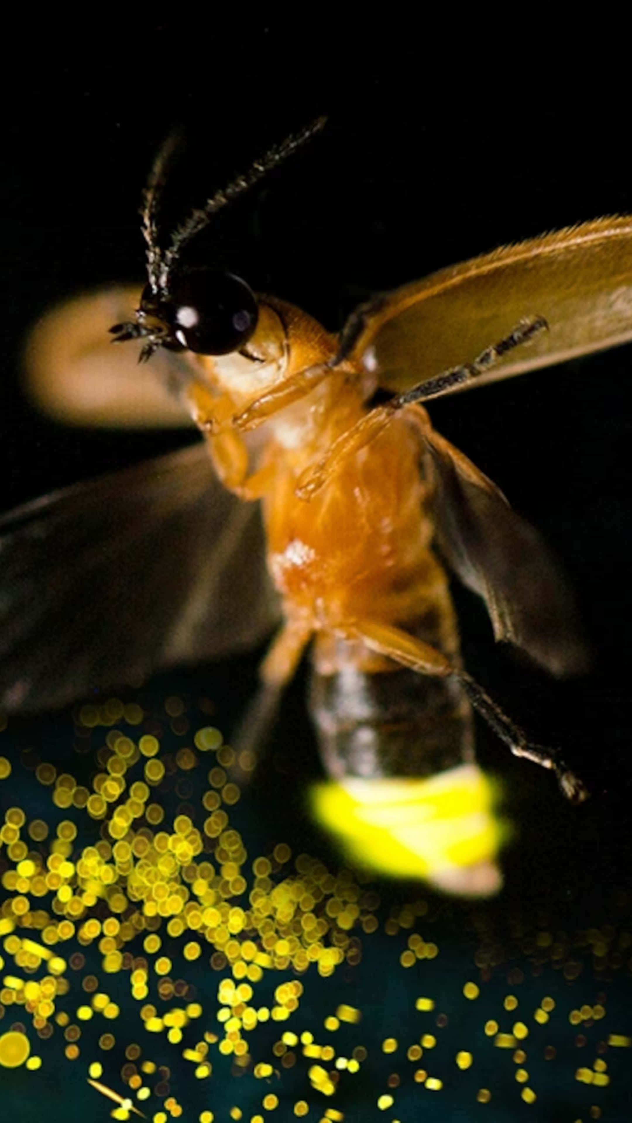 firefly, glowing, dark background, 4K Phone Wallpaper
