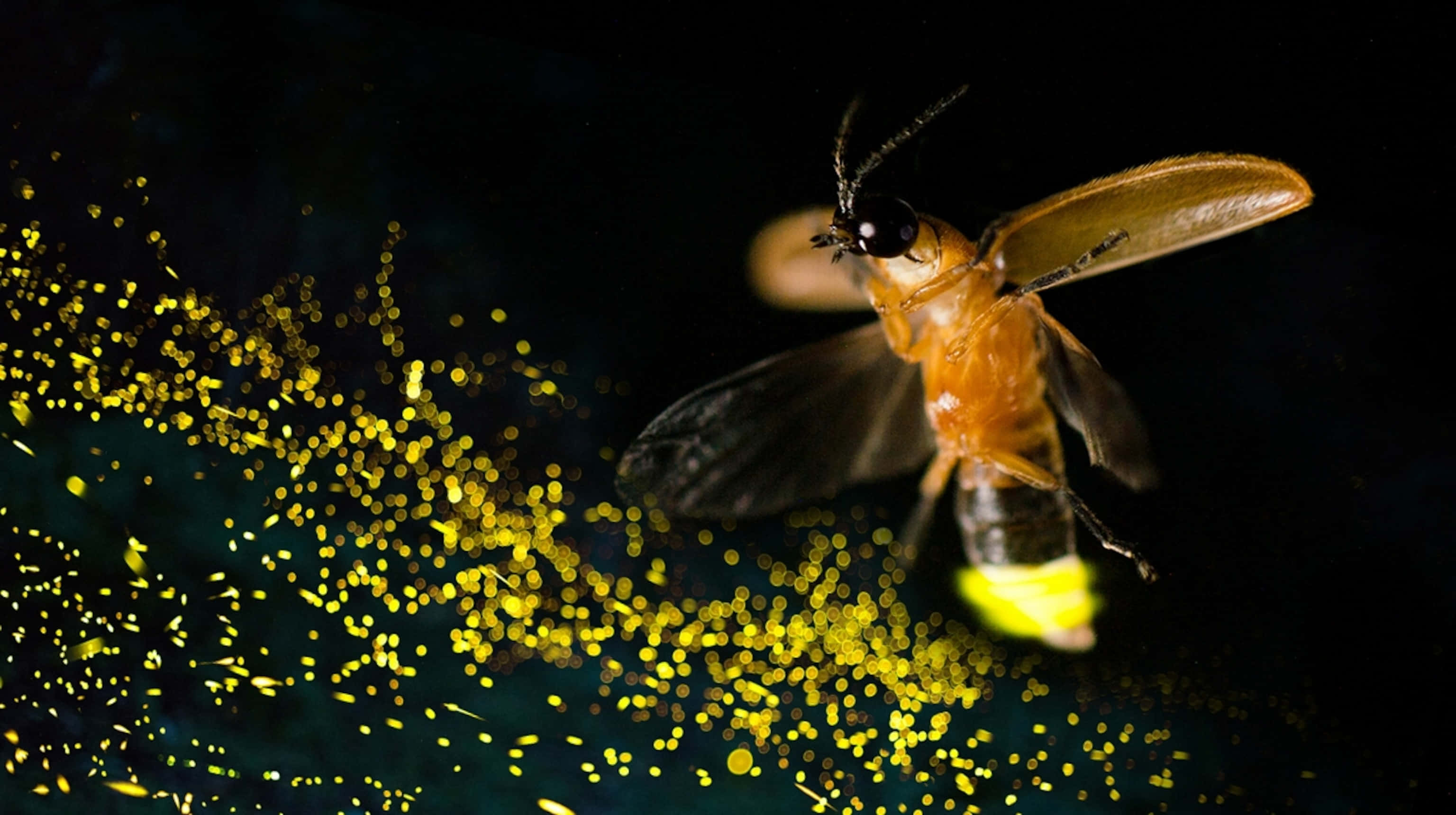 Firefly, golden sparks, dark background, 2K Desktop Wallpaper