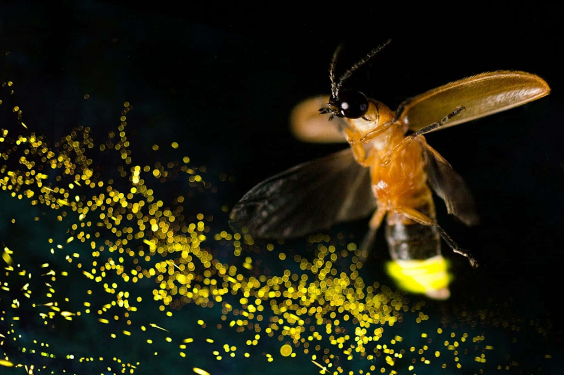 Firefly, golden sparks, dark backdrop, HD Desktop Wallpaper