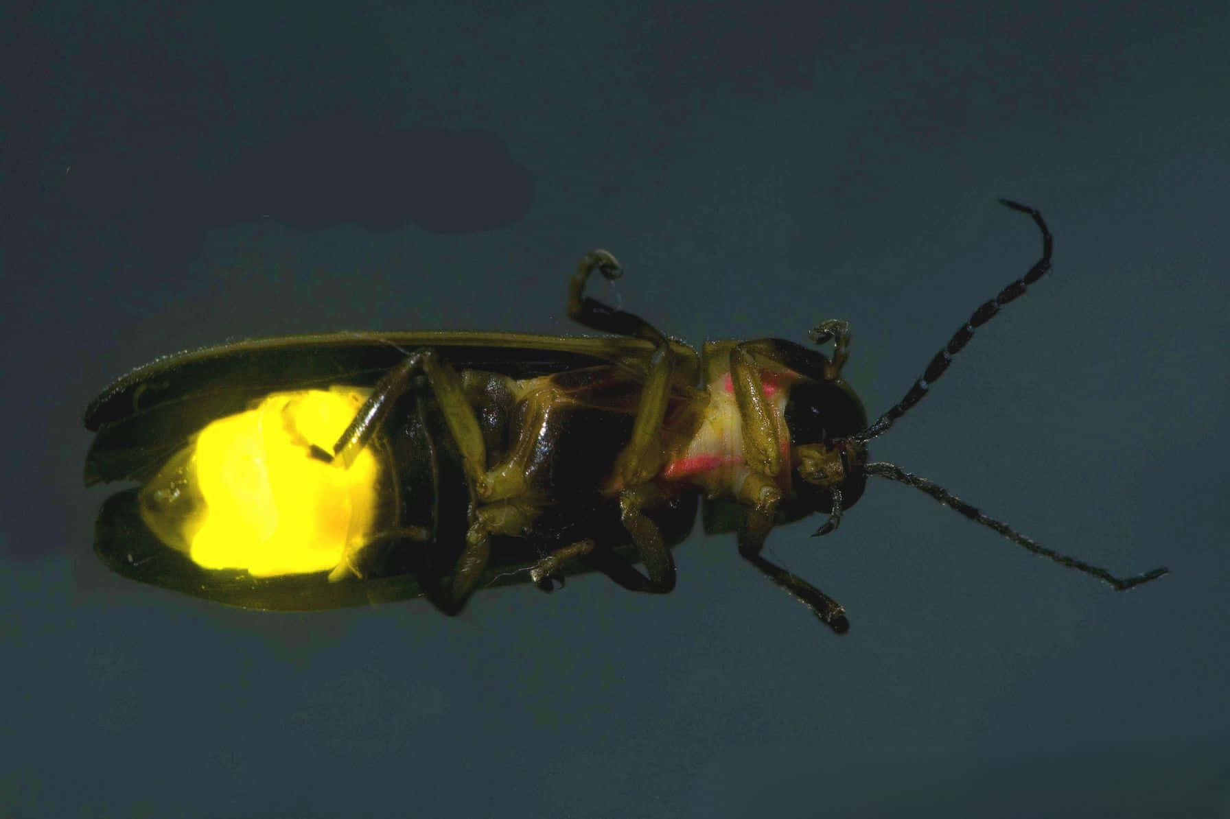 firefly, glowing, bright yellow, HD Desktop Wallpaper