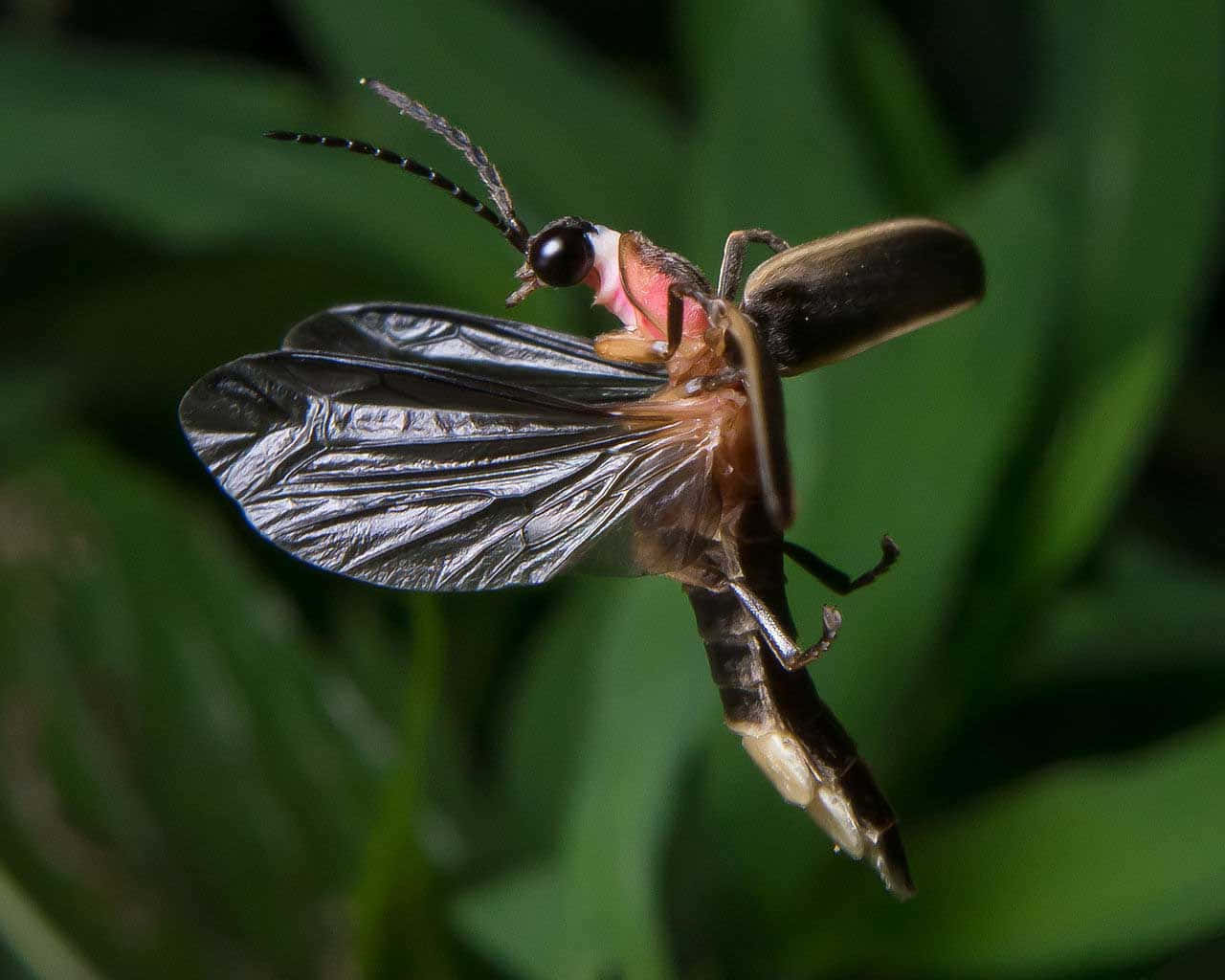 Firefly, translucent wings, glowing abdomen, HD Desktop Wallpaper