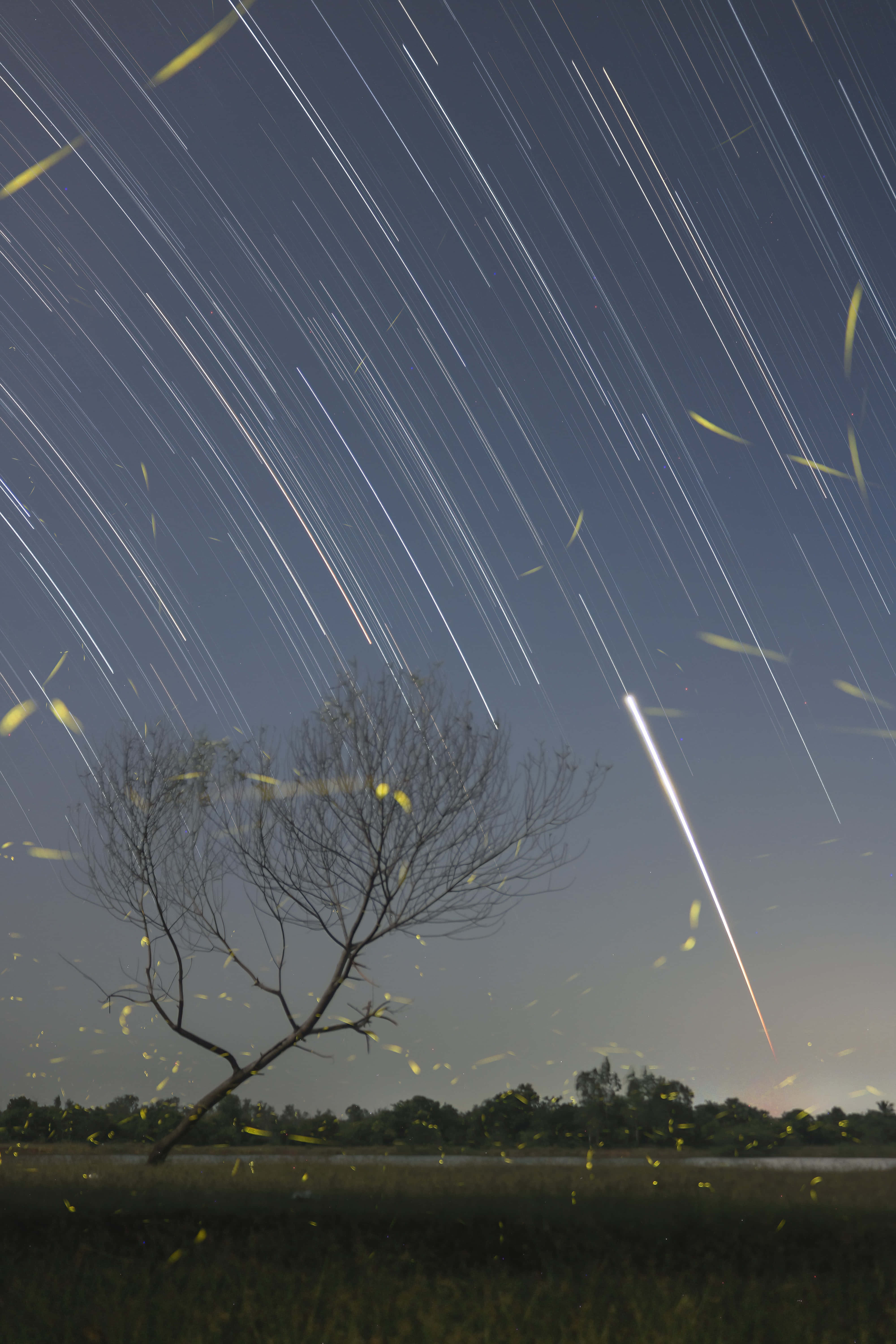 Firefly HD, starry night sky, star trails, 5K Phone Wallpaper