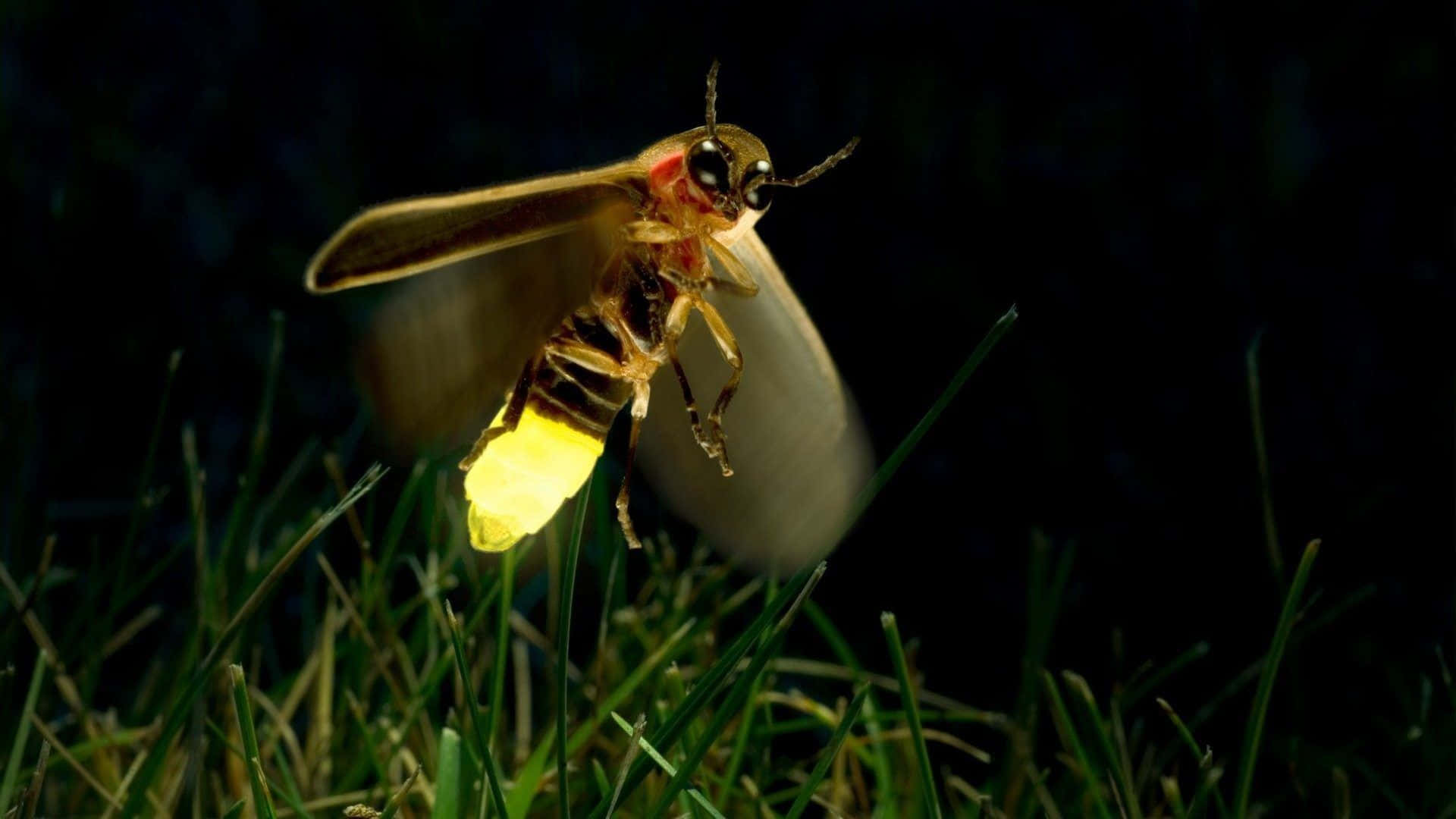 Firefly, glowing firefly, abdomen emitting a bright yellow light, Full HD Desktop Wallpaper
