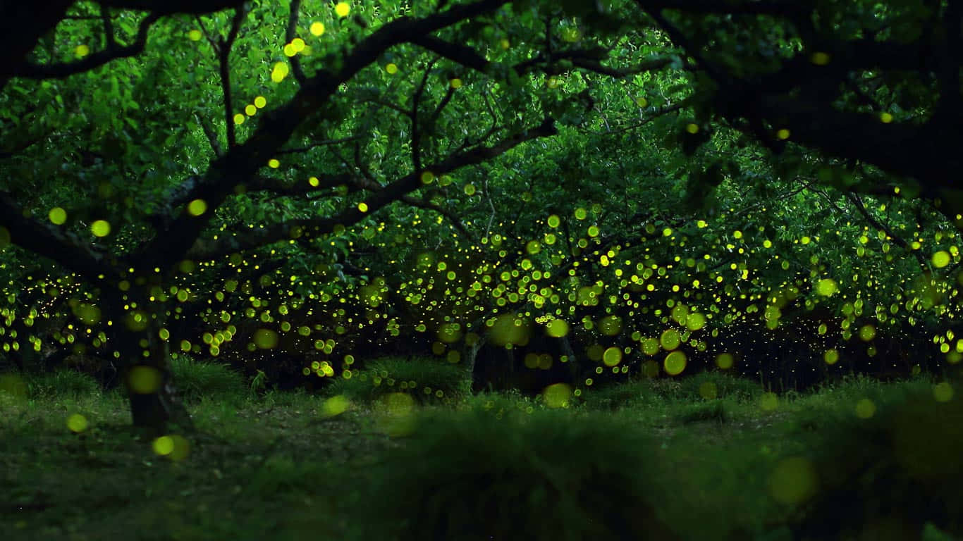 Firefly, glowing green, dark forest canopy, HD Desktop Wallpaper
