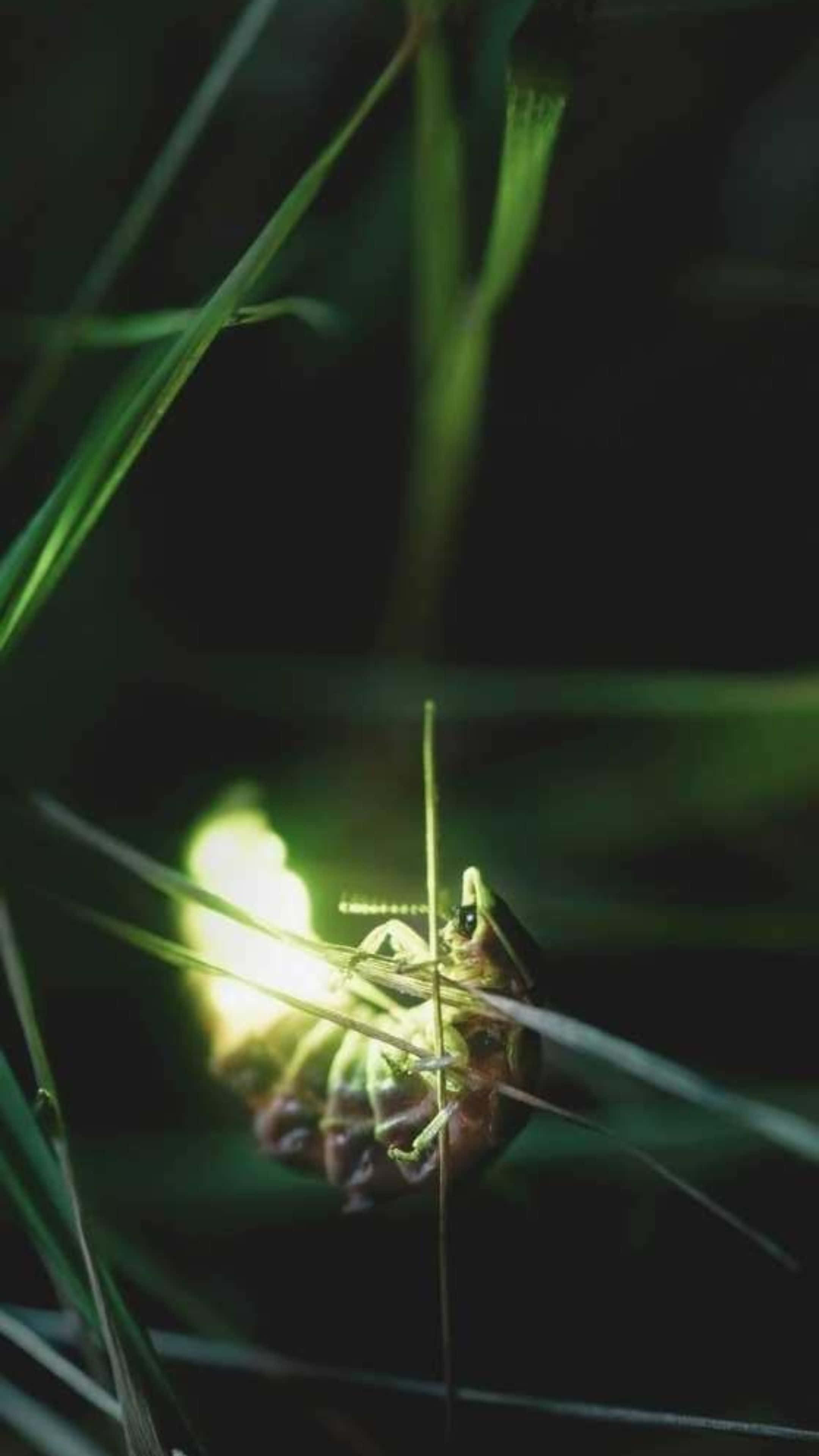 Firefly, night grass, dark forest, 4K Phone Wallpaper