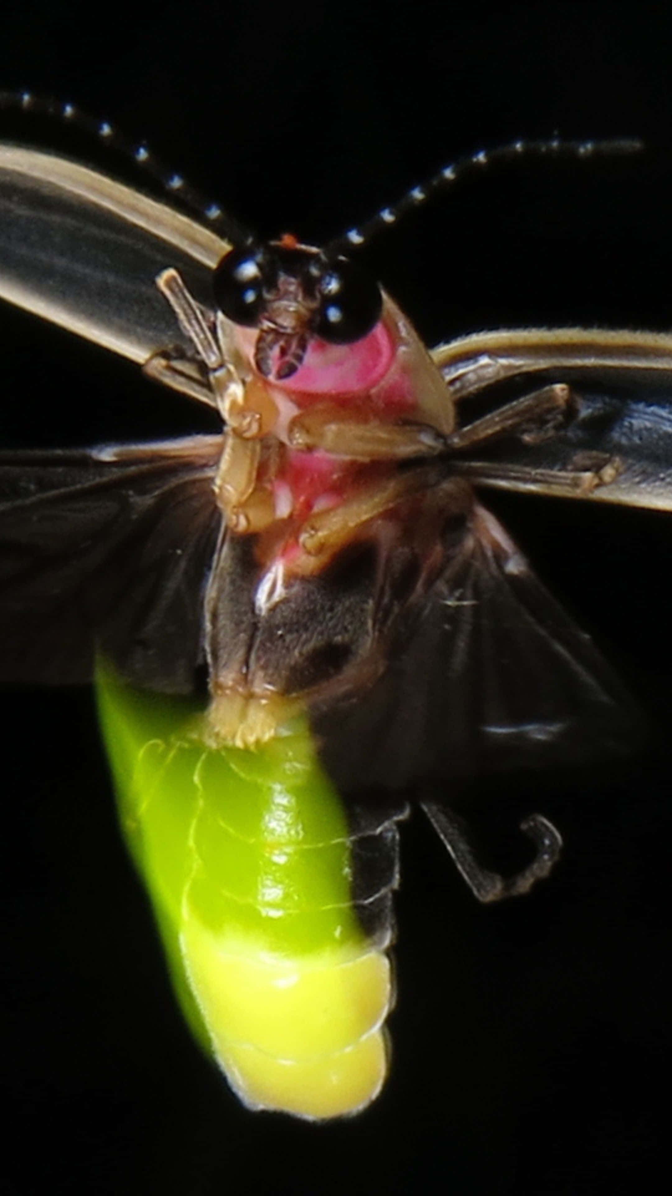 firefly, glowing green, glowing yellow, 4K Phone Wallpaper