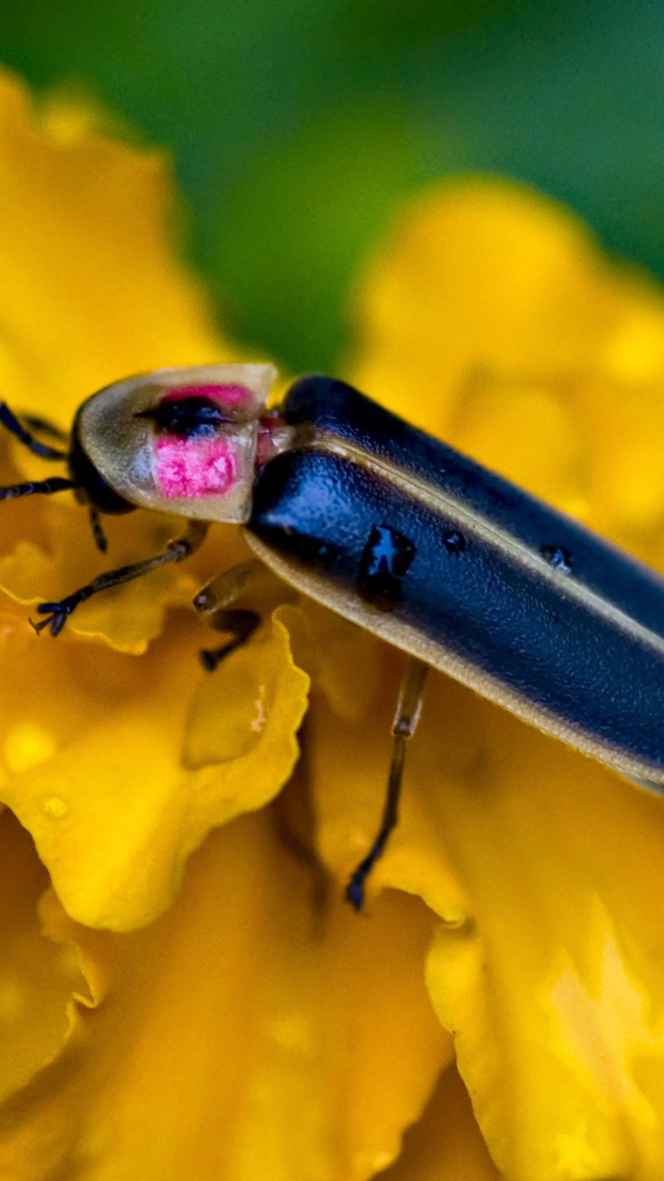 firefly, yellow flower, glowing pink and blue markings, 4K Phone Wallpaper