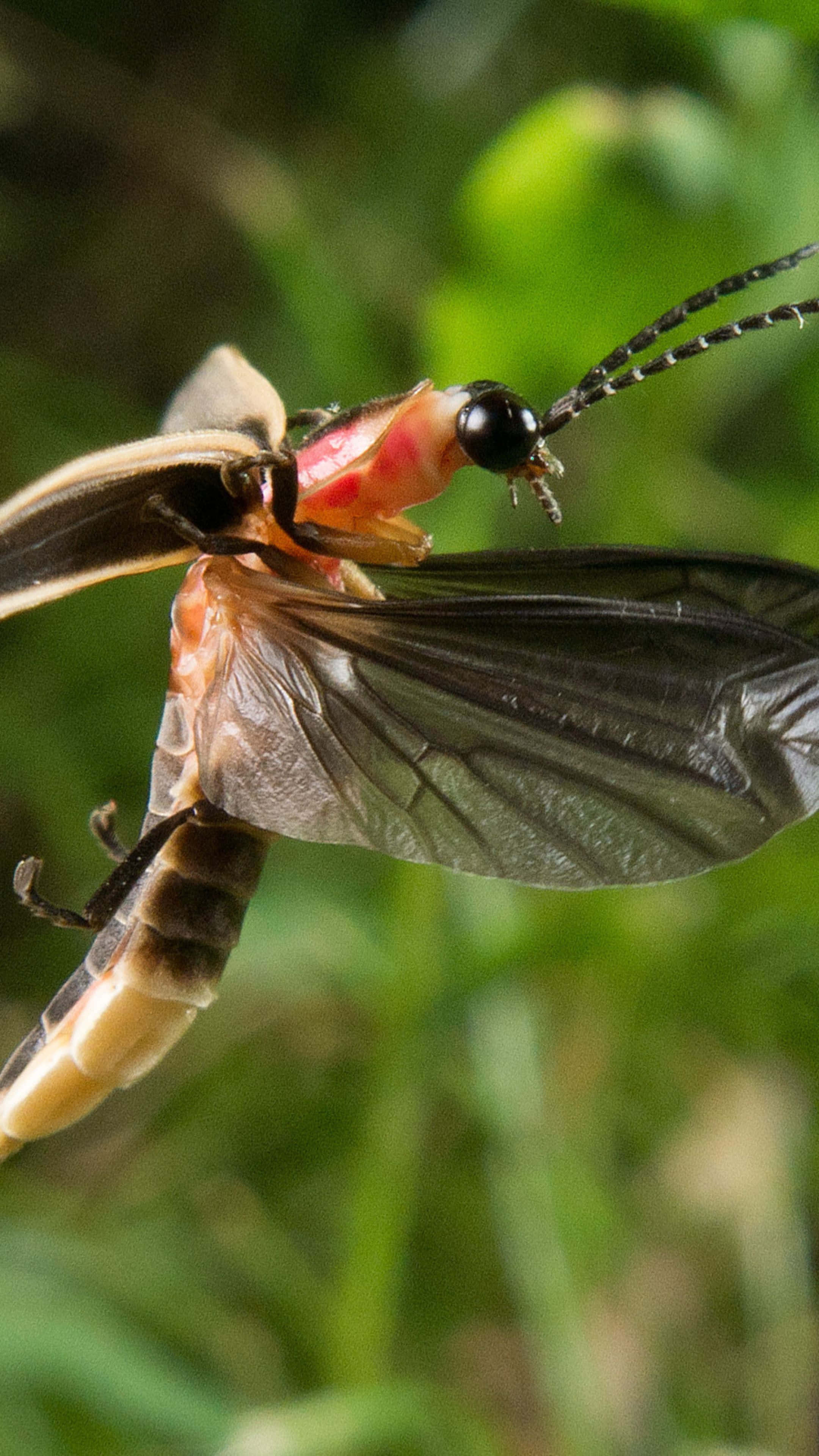 firefly, translucent wings, glowing abdomen, 4K Phone Wallpaper