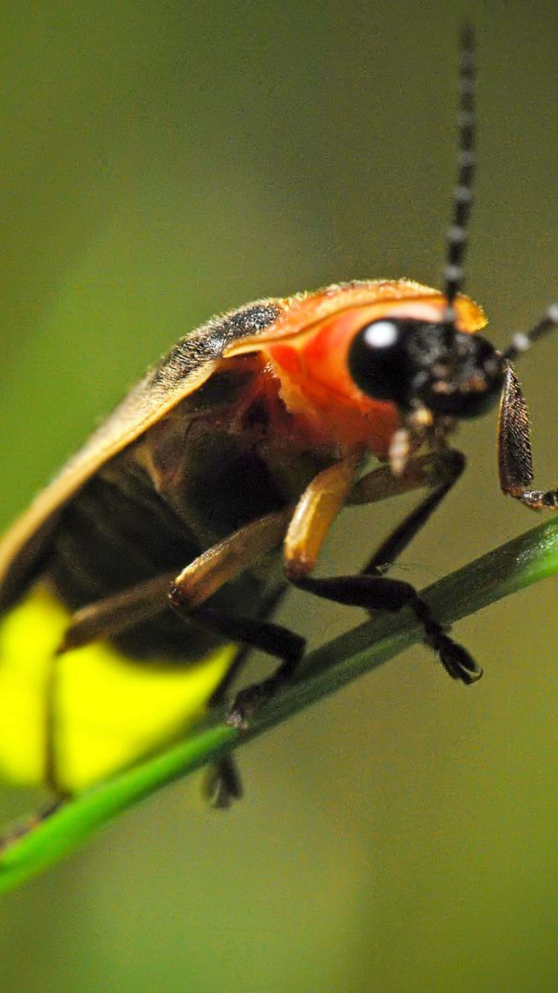 firefly, green blade of grass, blurred yellow flower, 4K Phone Wallpaper