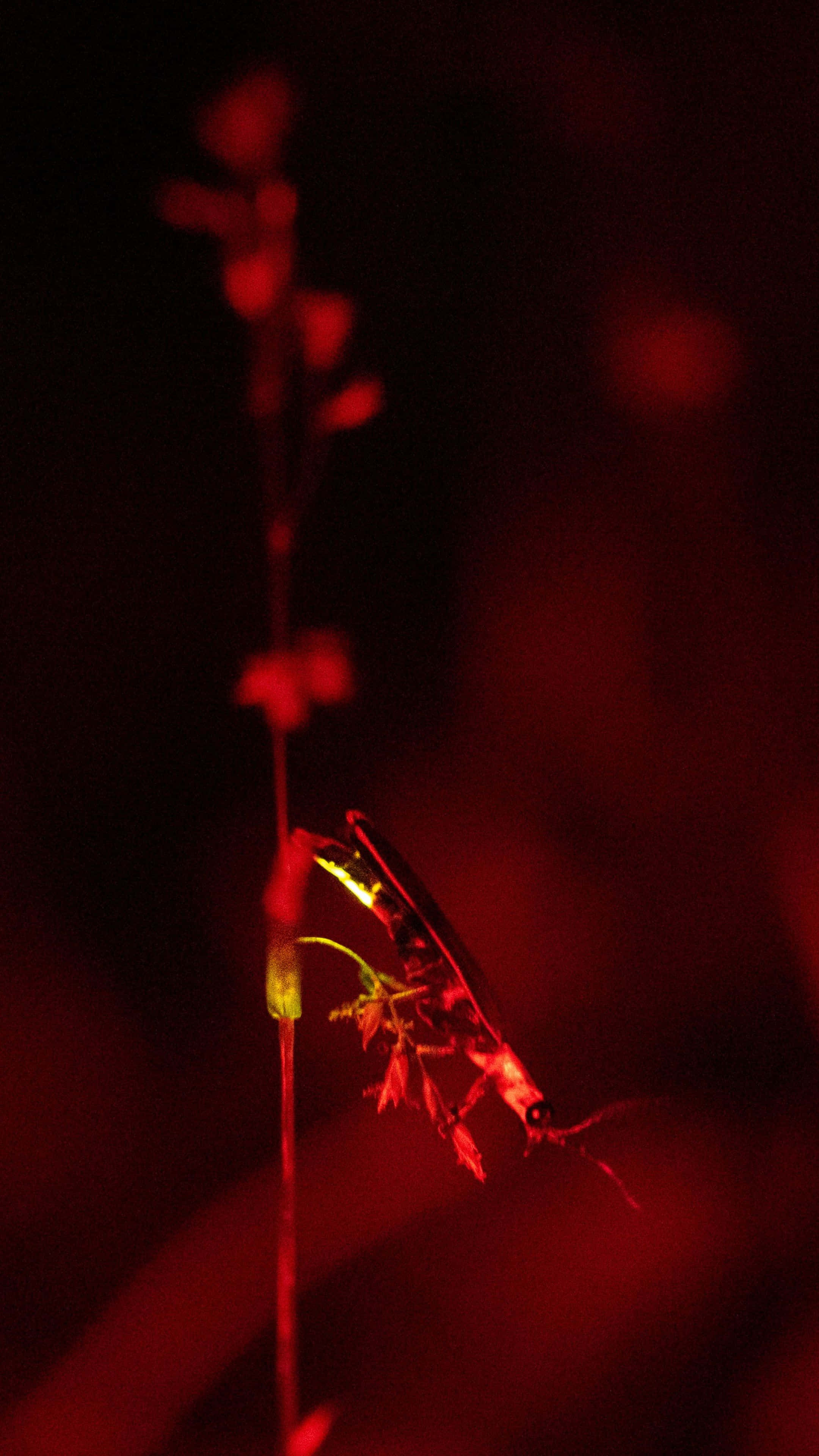 Firefly, red-stained plant stem, dark crimson backdrop, 4K Phone Wallpaper