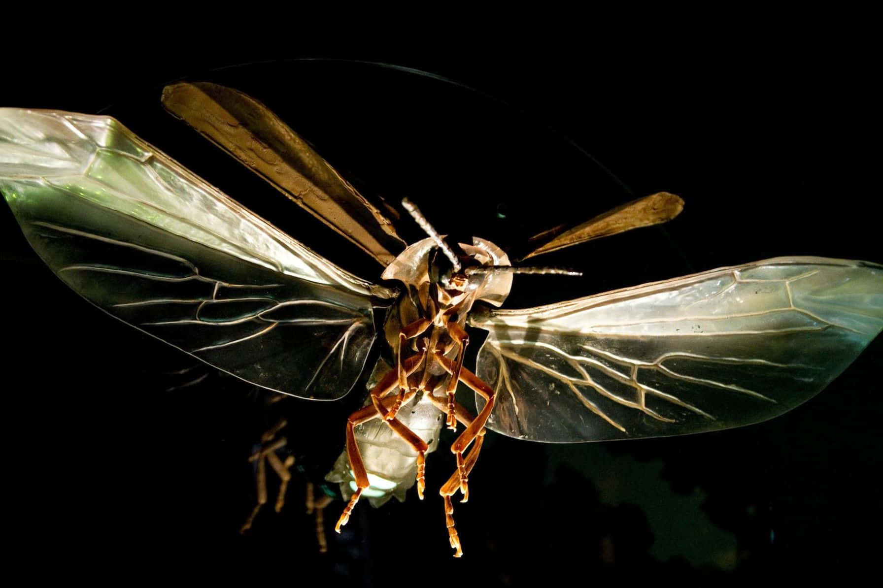 Firefly, metallic insect sculpture, translucent veined wings, HD Desktop Wallpaper