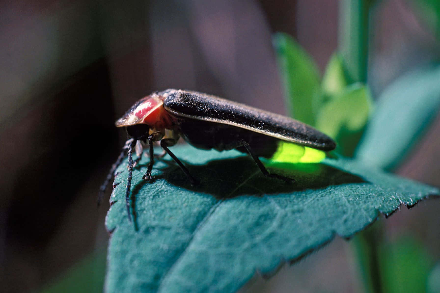 firefly, glowing green, textured leaf, HD Desktop Wallpaper