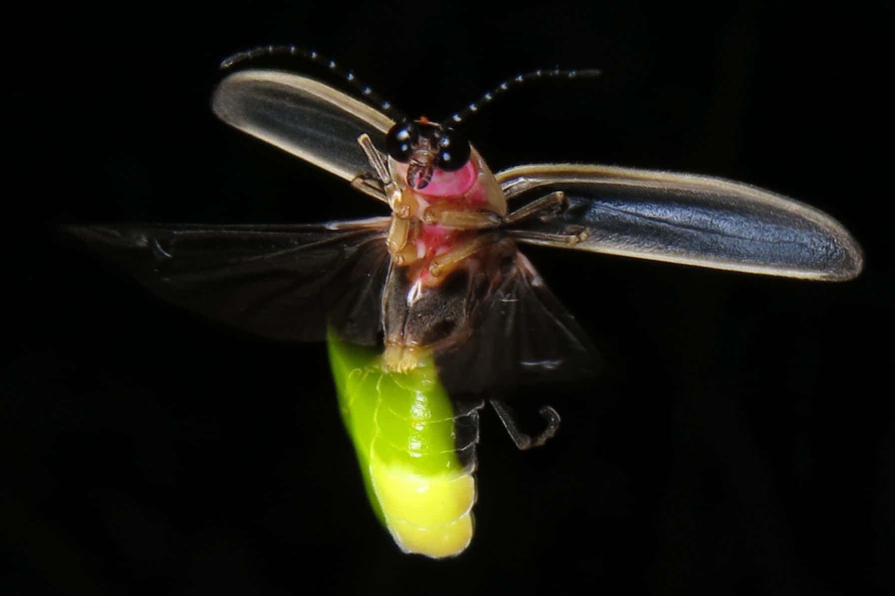 firefly, black background, translucent wings, HD Desktop Wallpaper