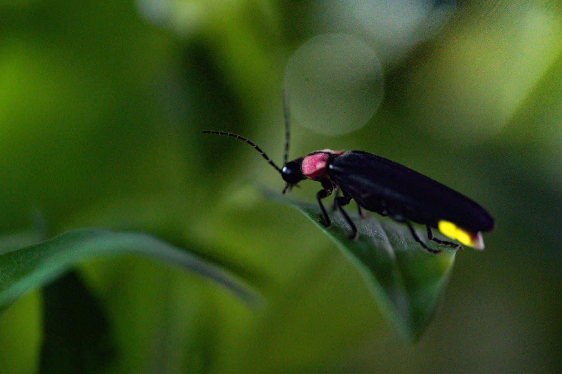 firefly, black firefly, pink thorax, HD Desktop Wallpaper