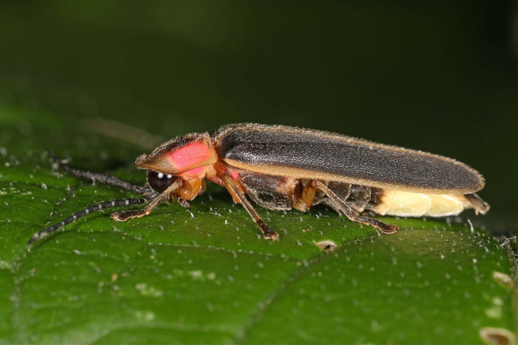 firefly, vibrant green leaf, glowing abdomen, HD Desktop Wallpaper