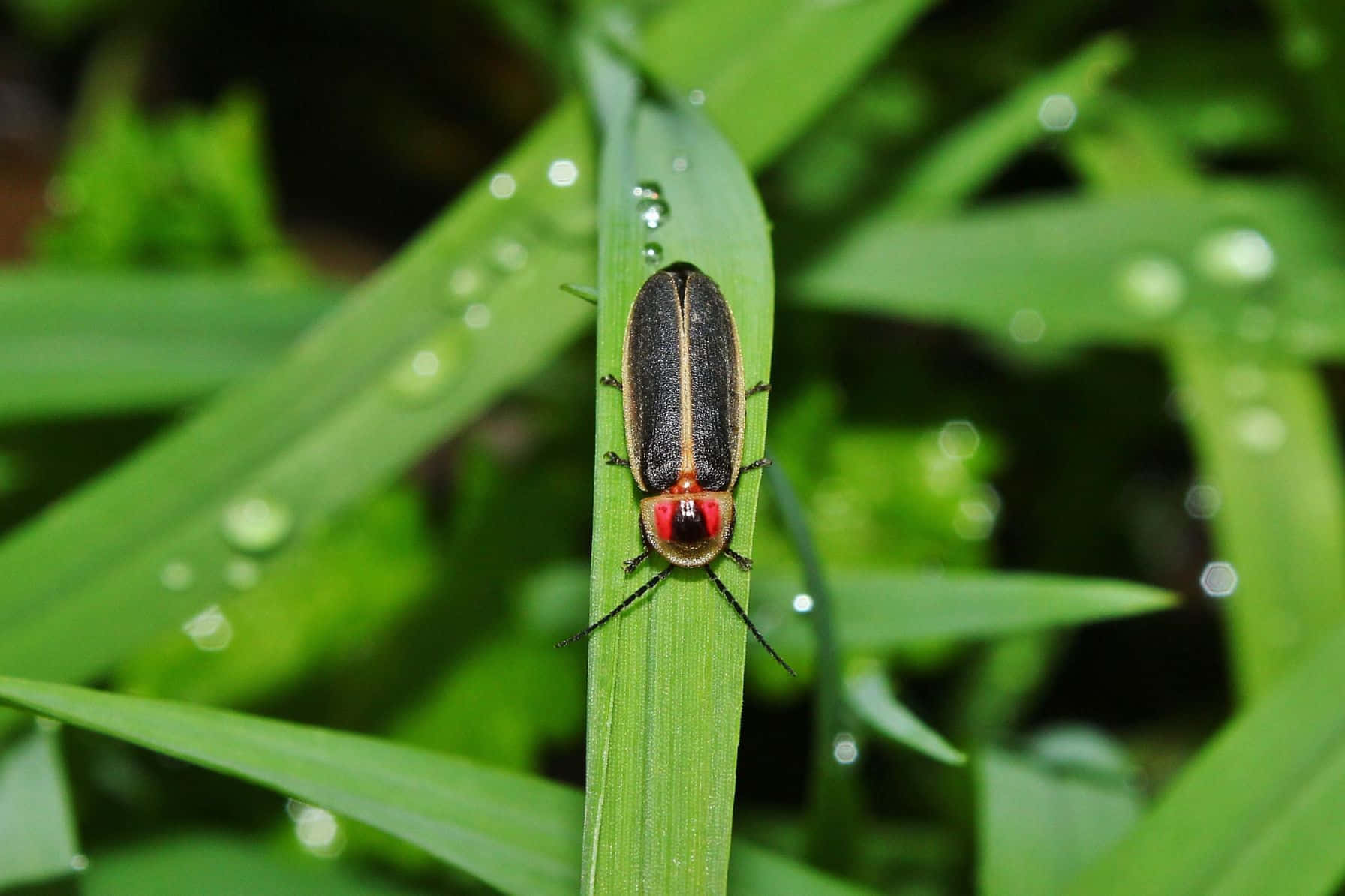 firefly, dewy grass, glowing softly, HD Desktop Wallpaper
