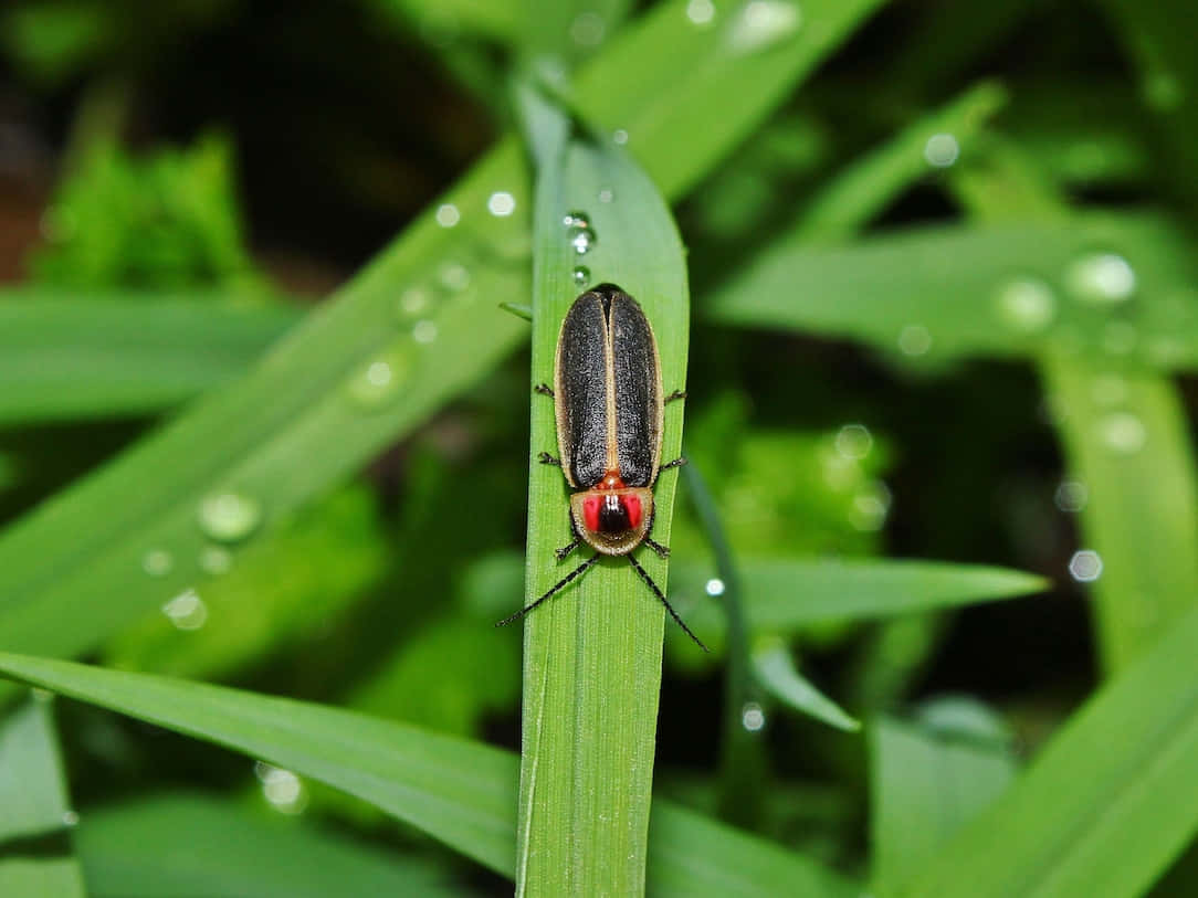 firefly, dewy grass, green blade of grass, SD Desktop Wallpaper