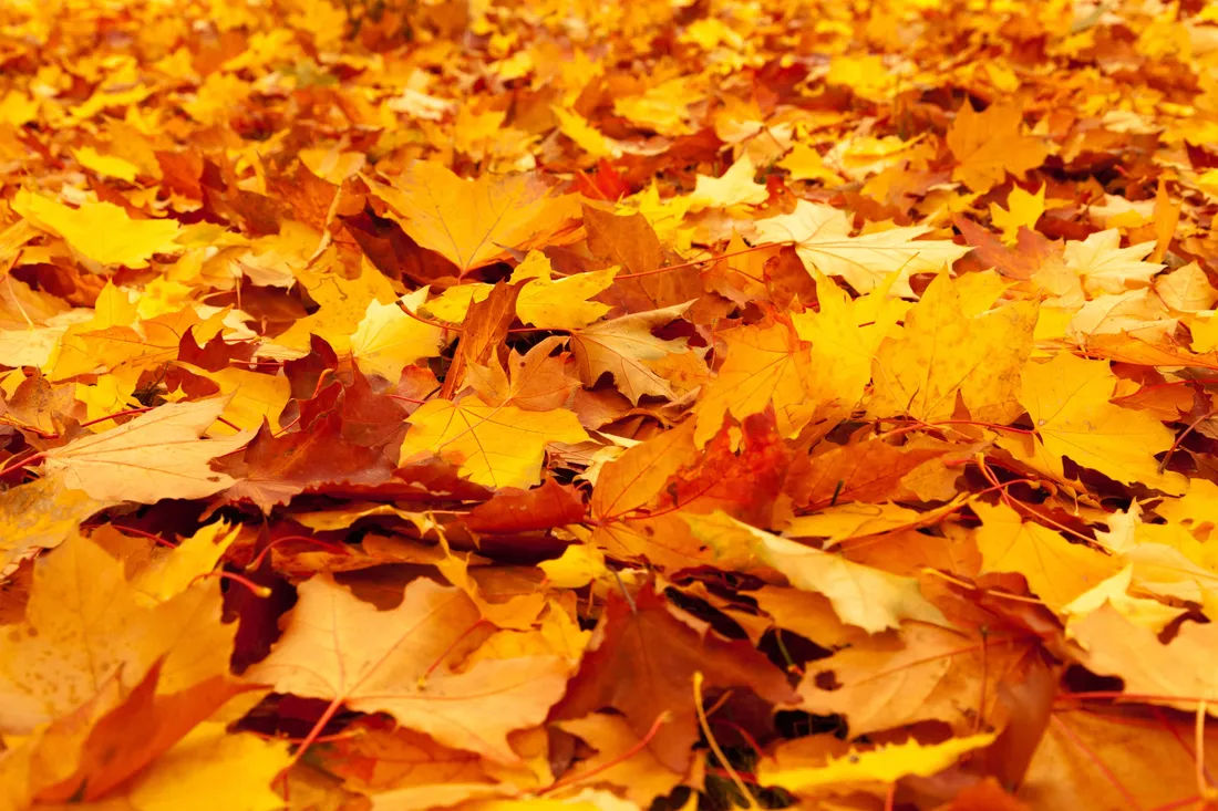 First Day Of Fall