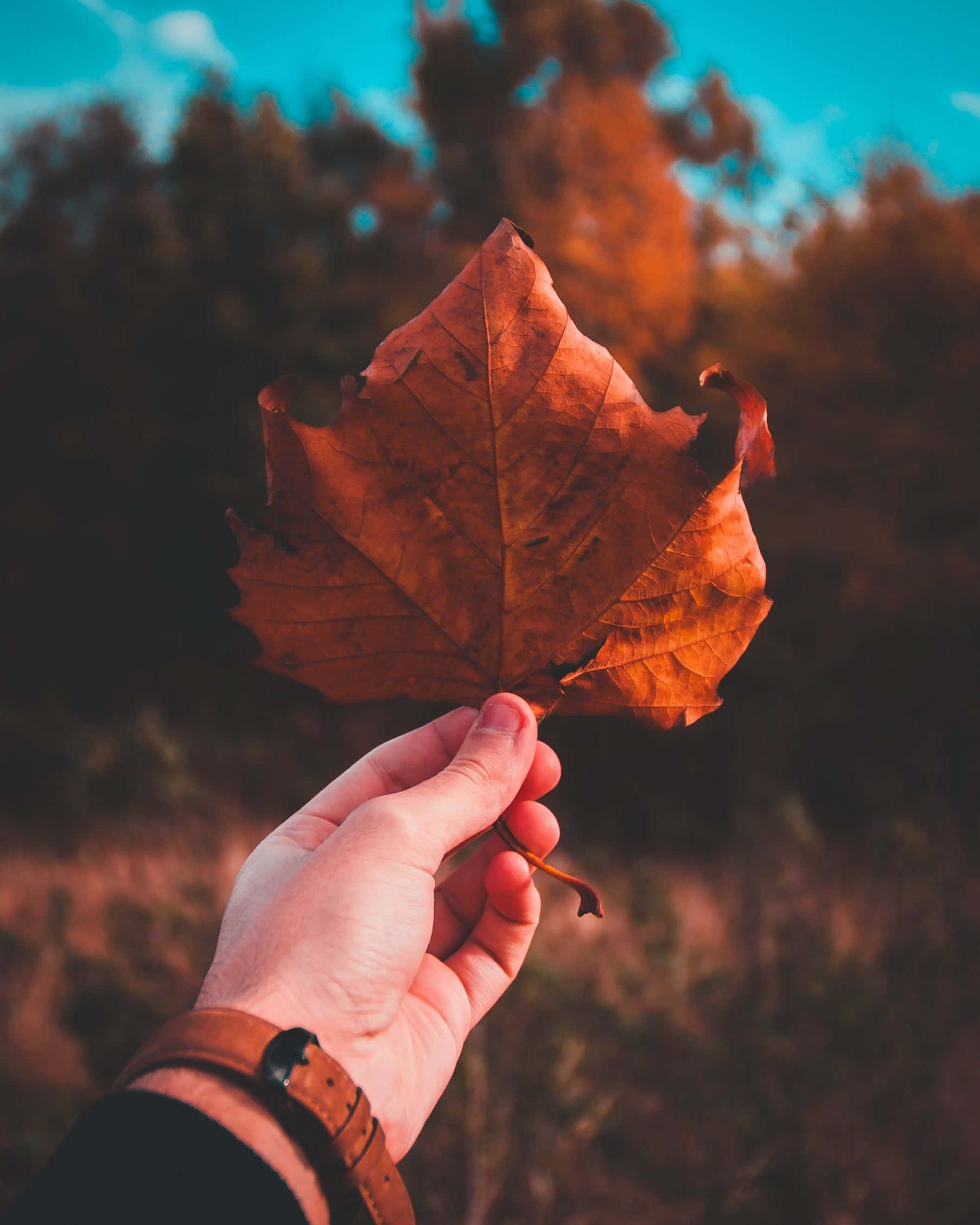 perfect fall, autumn leaf, vibrant blue sky, Full HD Phone Wallpaper