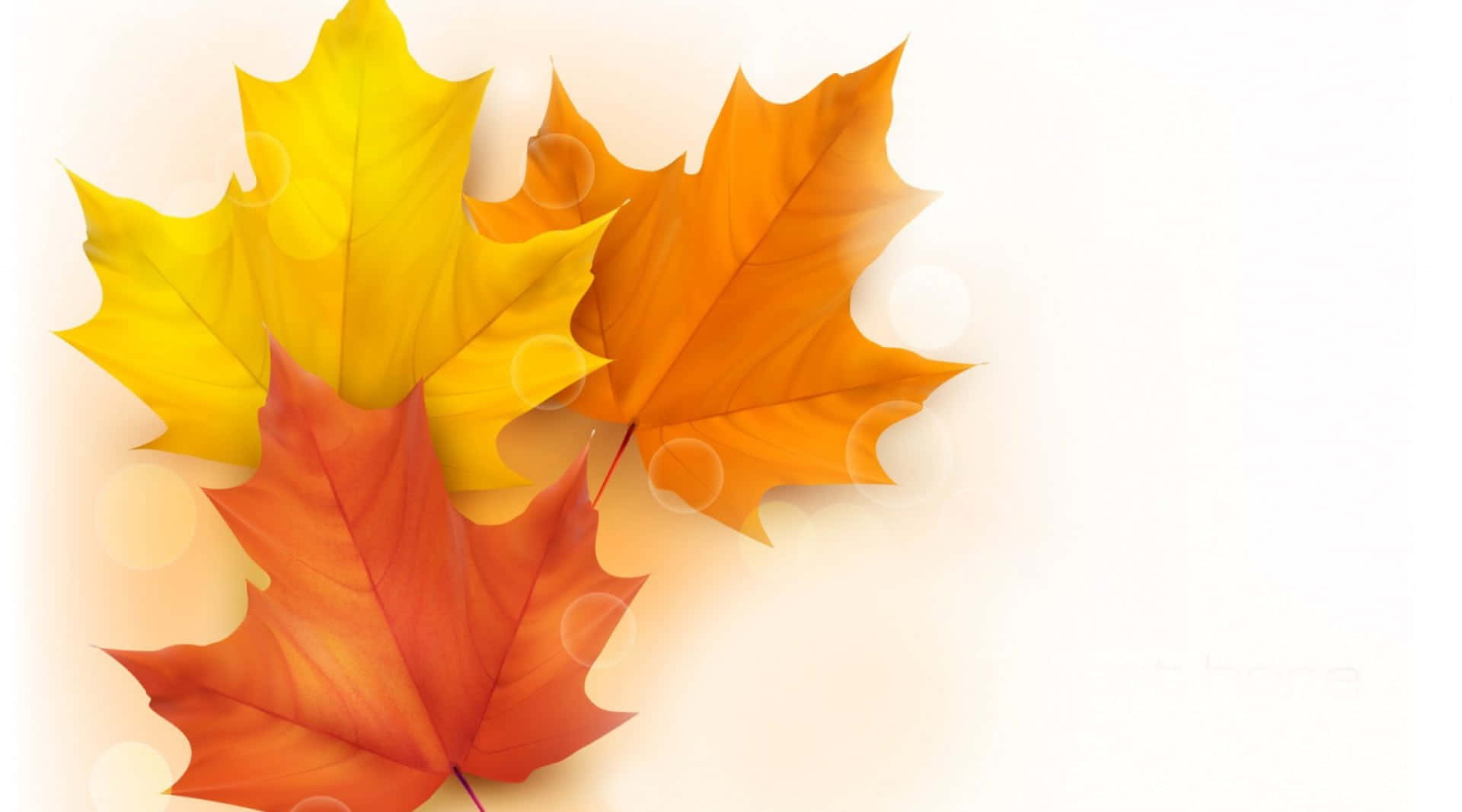 autumn maple leaves, yellow orange, red hues, Full HD Desktop Wallpaper