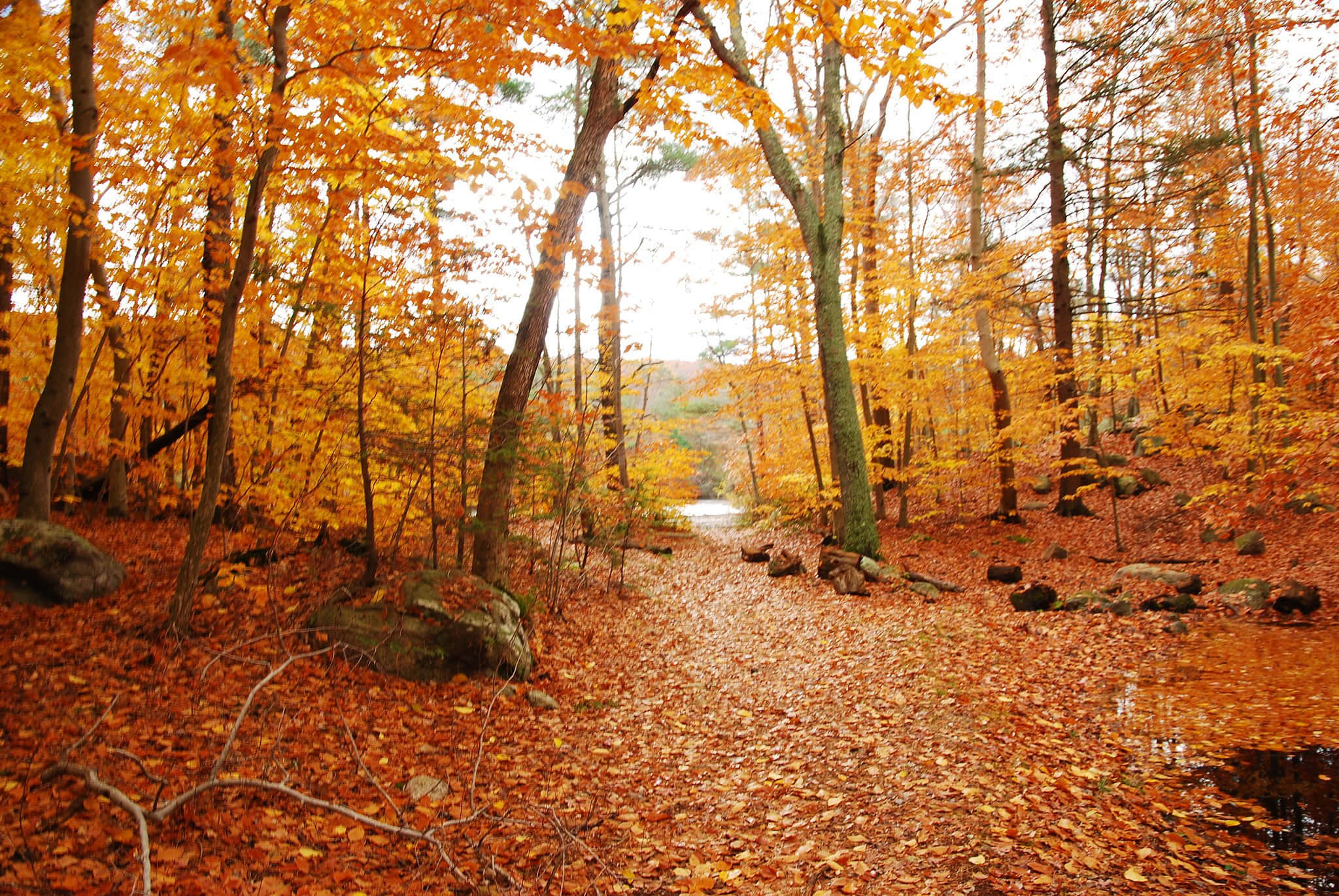 early fall 2048, winding forest path, golden autumn leaves, Full HD Desktop Wallpaper
