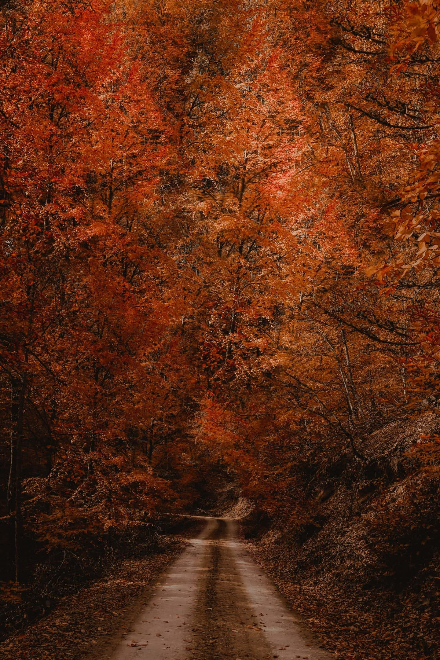 Early Fall, dirt road, dense forest, Full HD Phone Wallpaper