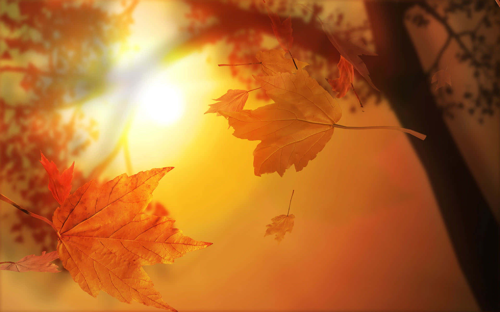 golden maple leaves, warm sunlight, autumn branches, Full HD Desktop Wallpaper