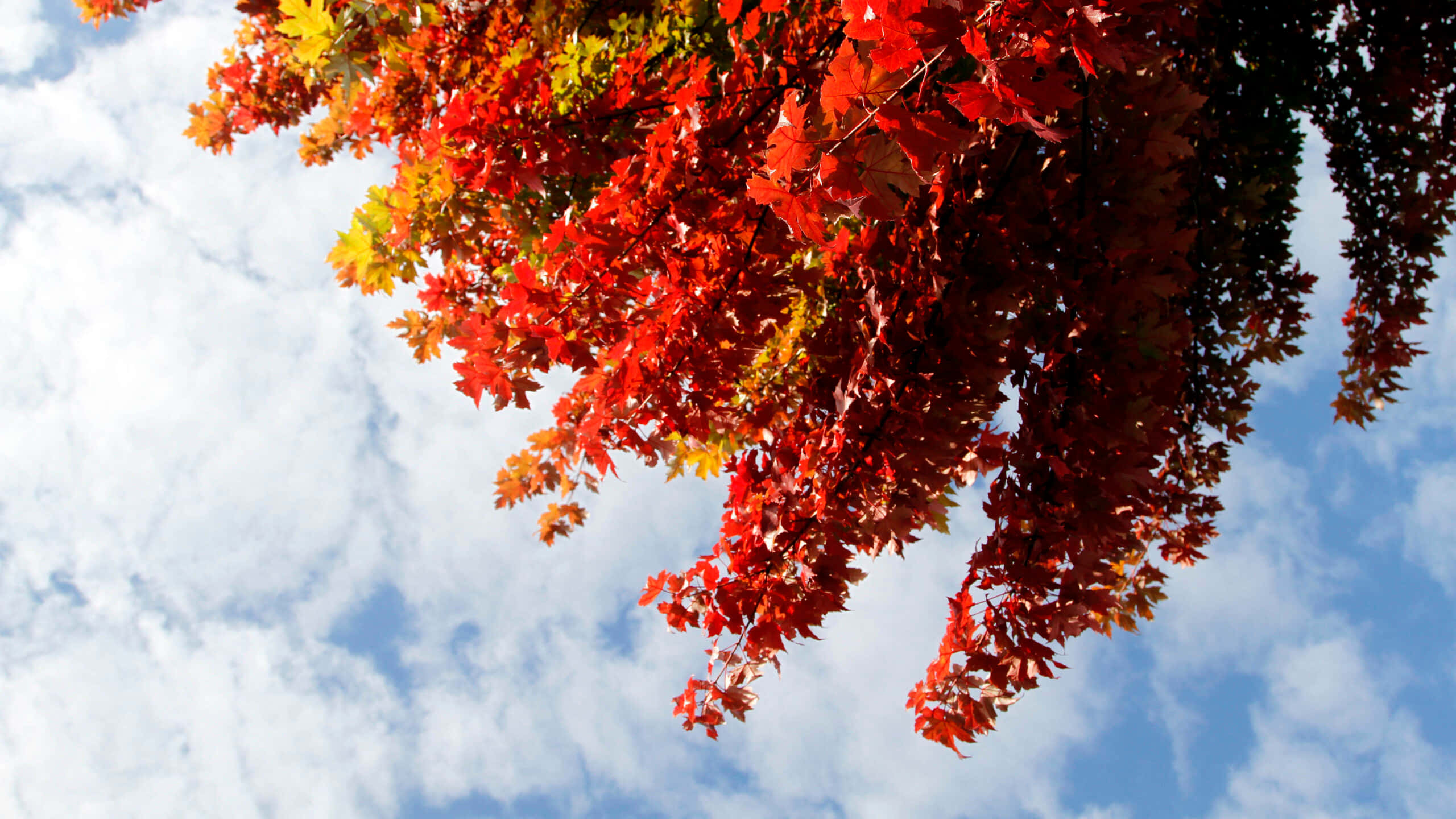First Day Of Fall, vibrant red, orange maple leaves, 2K Desktop Wallpaper