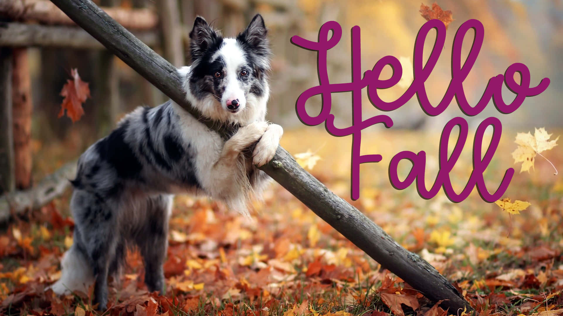 Hello Fall, black and white border collie, log, Full HD Desktop Wallpaper