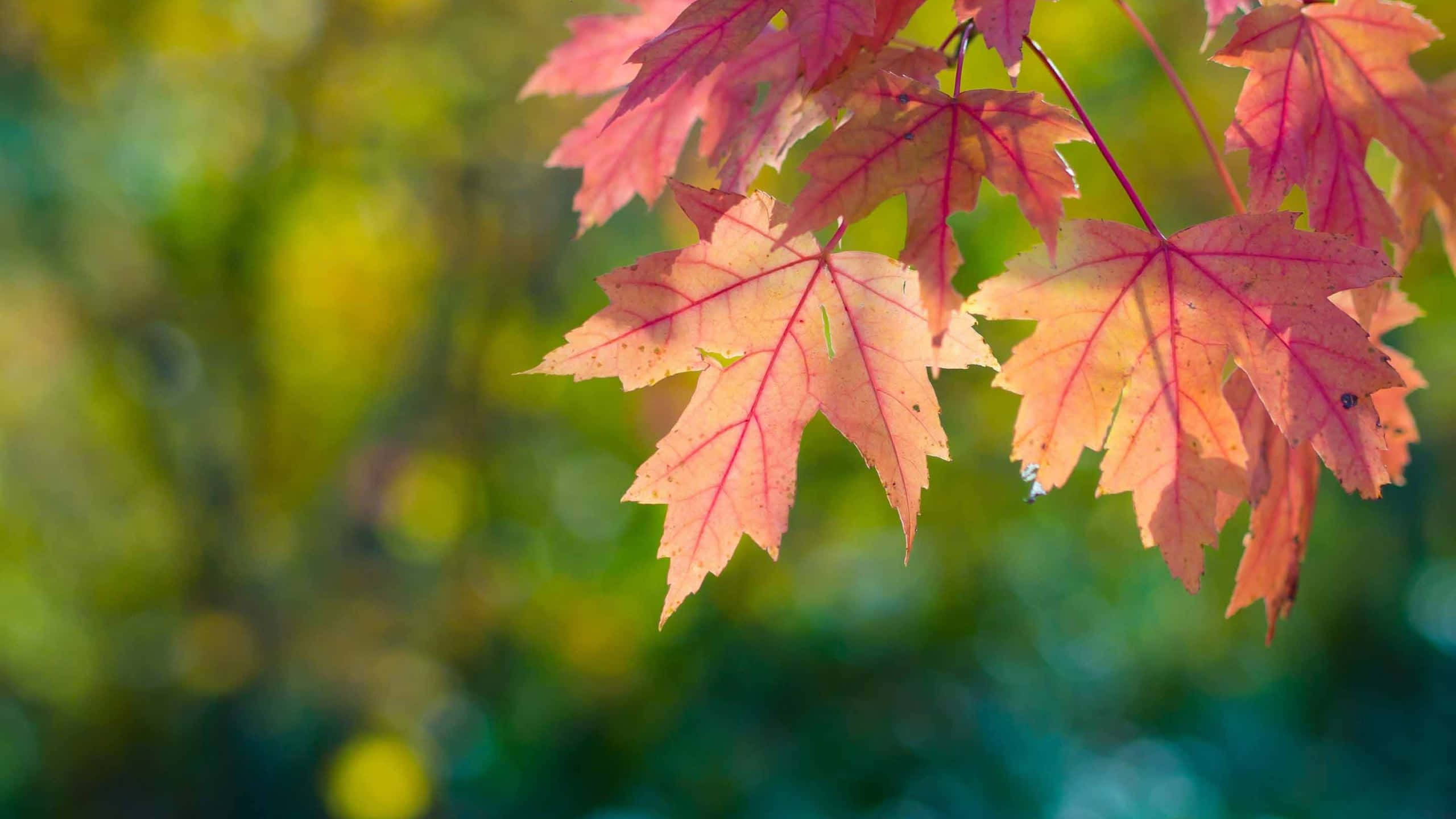 first day of fall, autumn maple leaves, pink, 2K Desktop Wallpaper