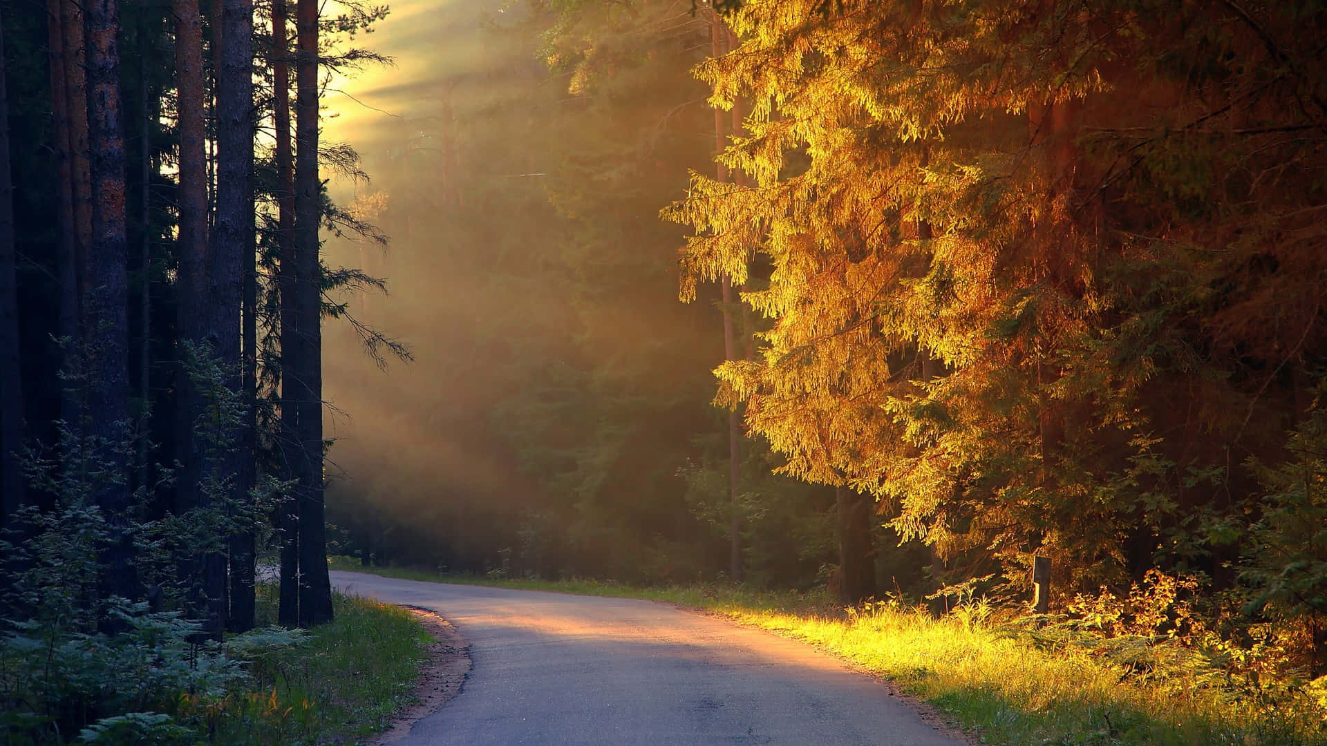 First Day Of Fall, golden autumn trees, winding forest road, Full HD Desktop Wallpaper