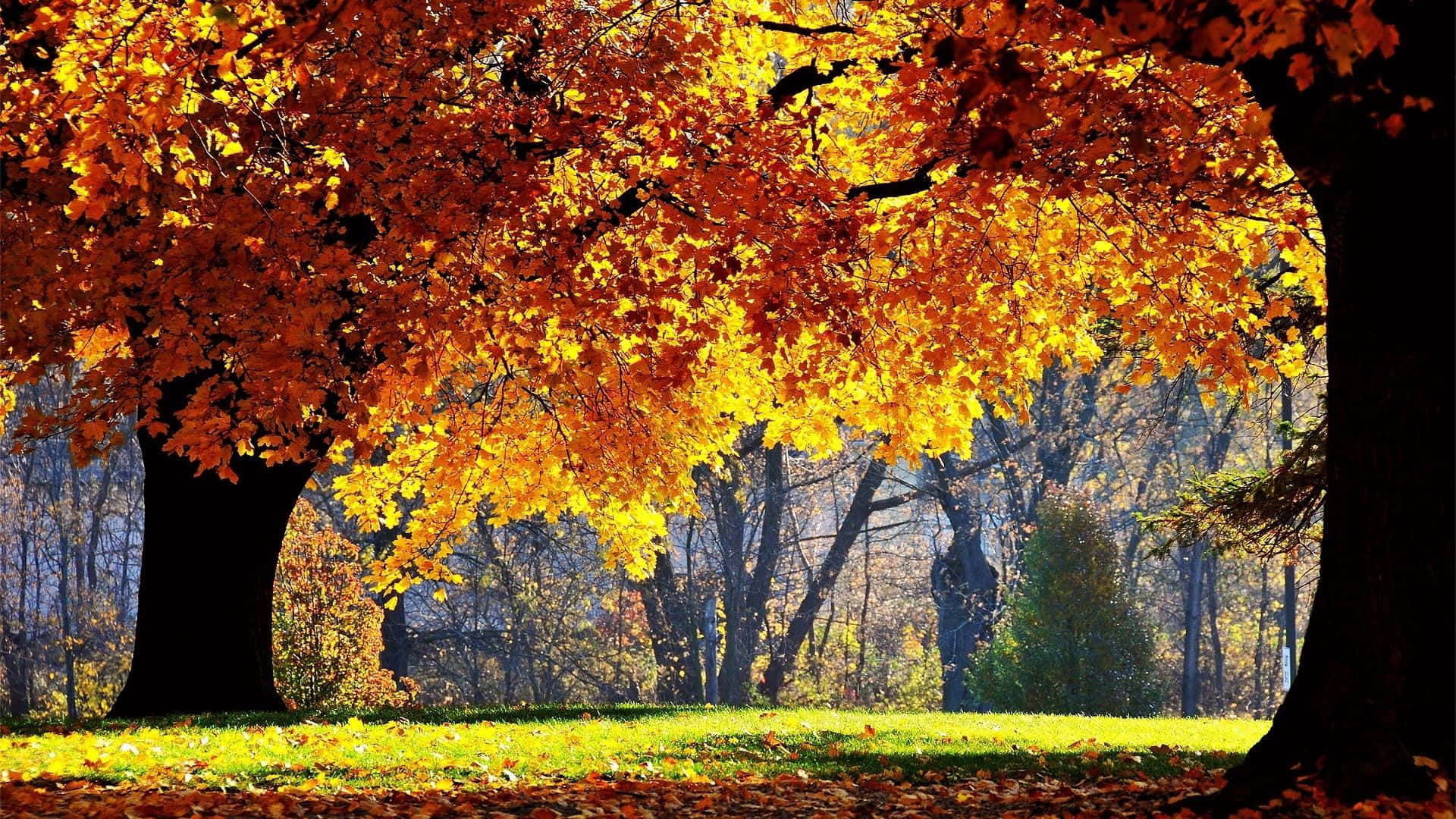 First Day Of Fall, golden autumn leaves, sunlit park path, Full HD Desktop Wallpaper