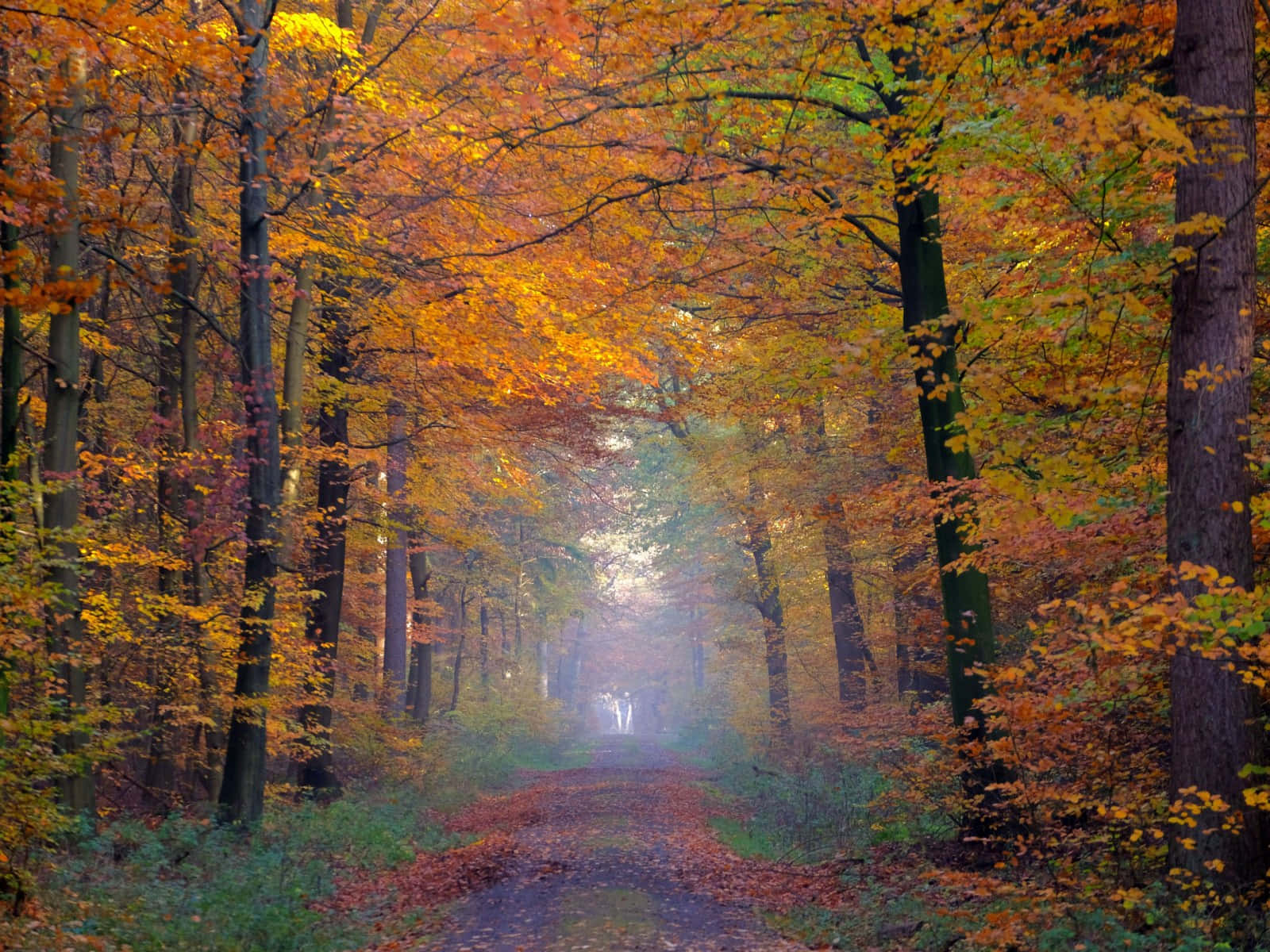 First Day Of Fall, autumn forest path, golden orange leaves, HD Desktop Wallpaper