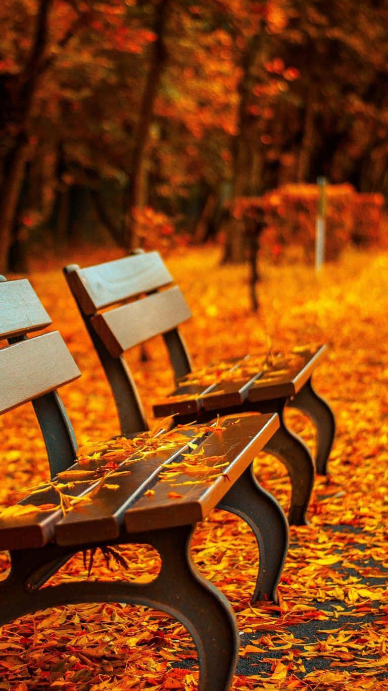 first day of fall, tree-lined path, golden autumn leaves, HD Phone Wallpaper