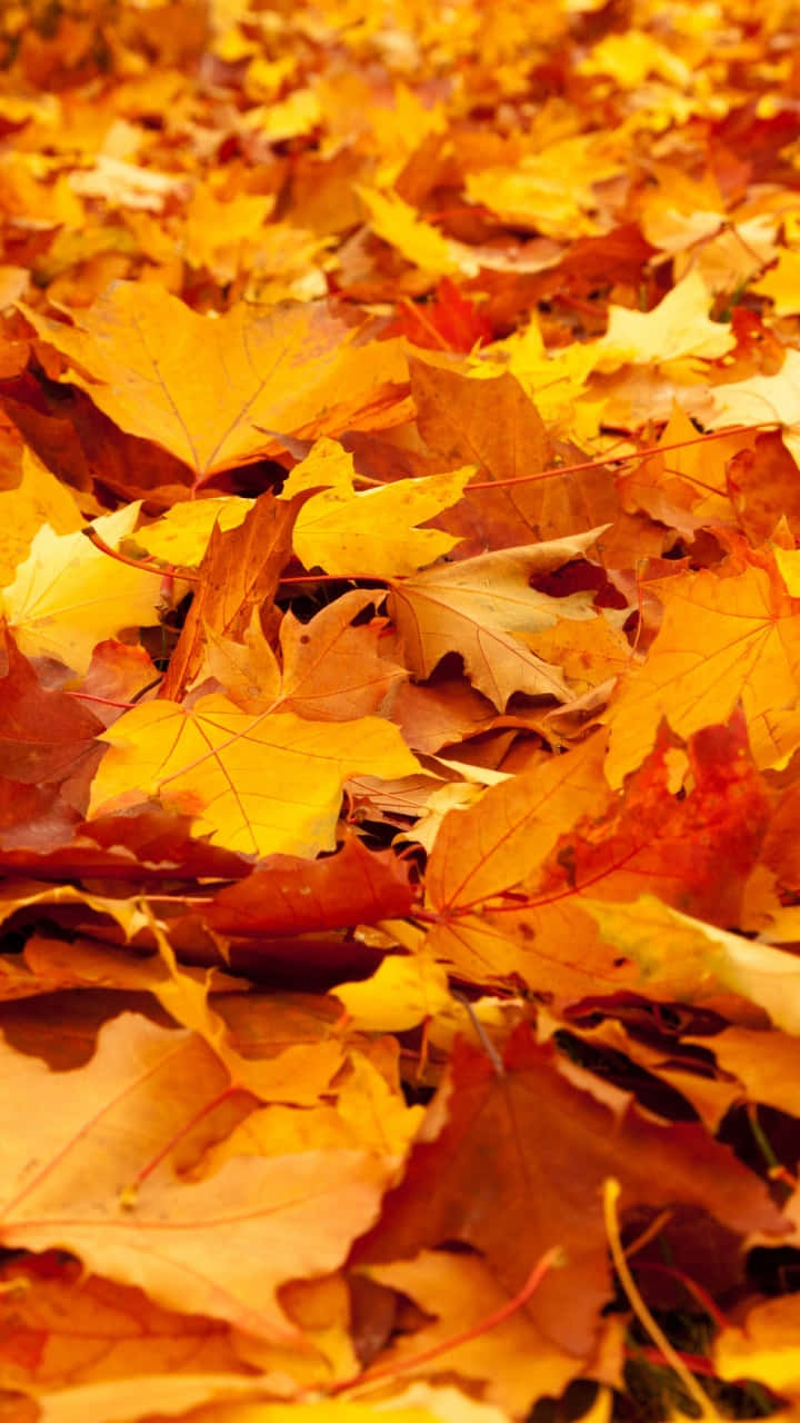 golden maple leaves, orange maple leaves, crisp autumn sunlight, HD Phone Wallpaper