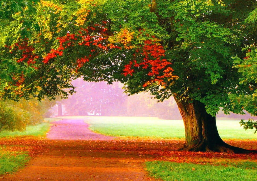 First Day Of Fall, autumn park, winding path, SD Desktop Wallpaper