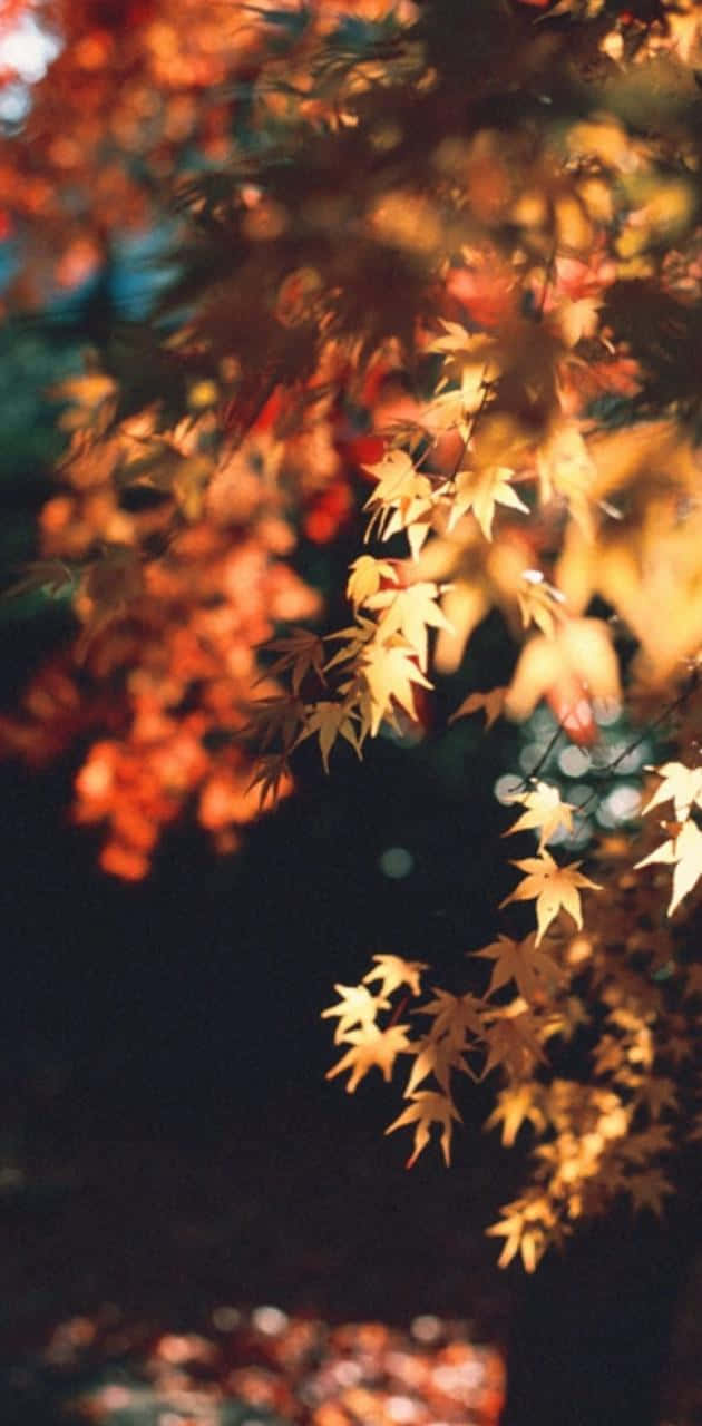 First Day Of Fall, golden maple leaves, dark blurred background, HD Phone Wallpaper