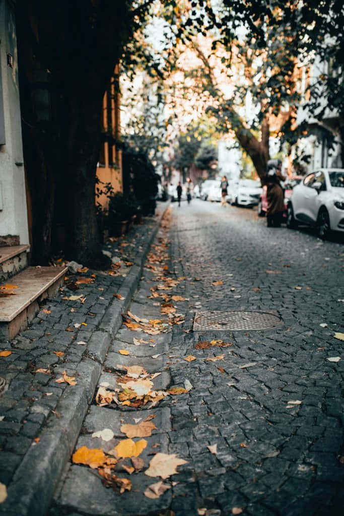 First Day Of Fall, cobblestone street, trees shedding golden autumn leaves, SD Phone Wallpaper