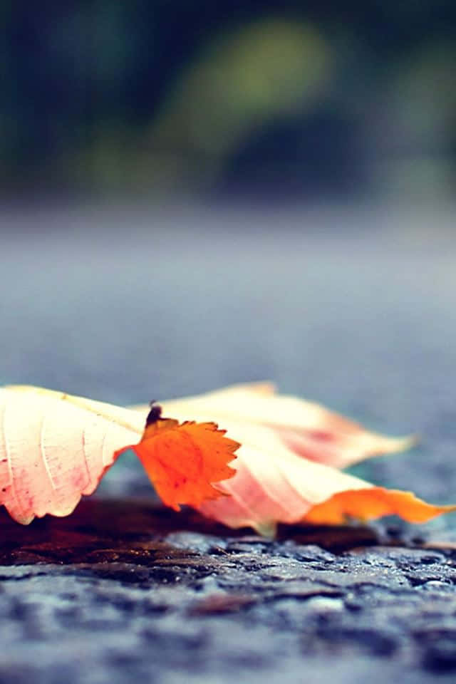 First Day Of Fall, vibrant orange autumn leaf, wet cobblestone path, SD Phone Wallpaper